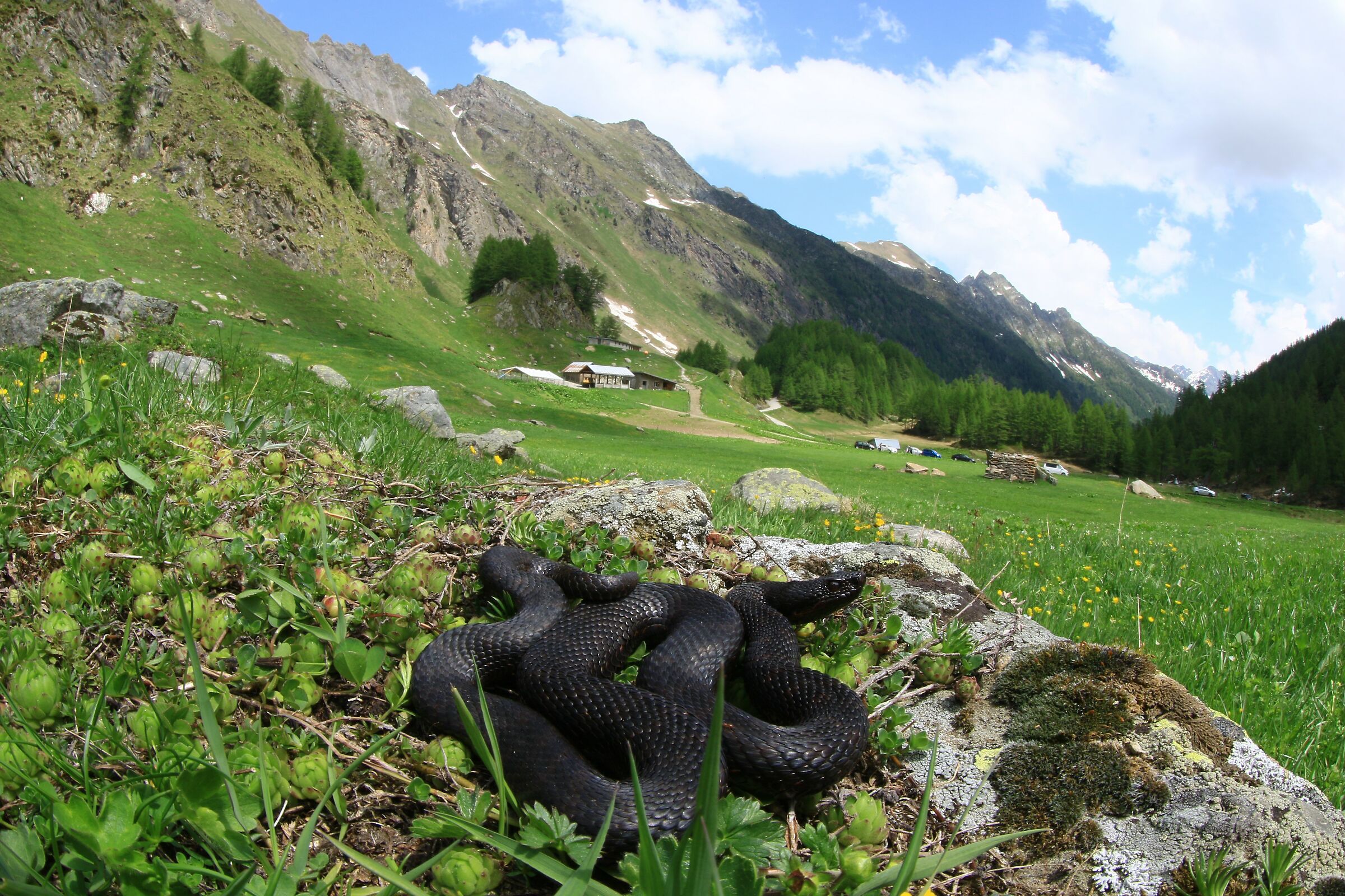 Vipera aspis aspis from atra, maschio, 1730m