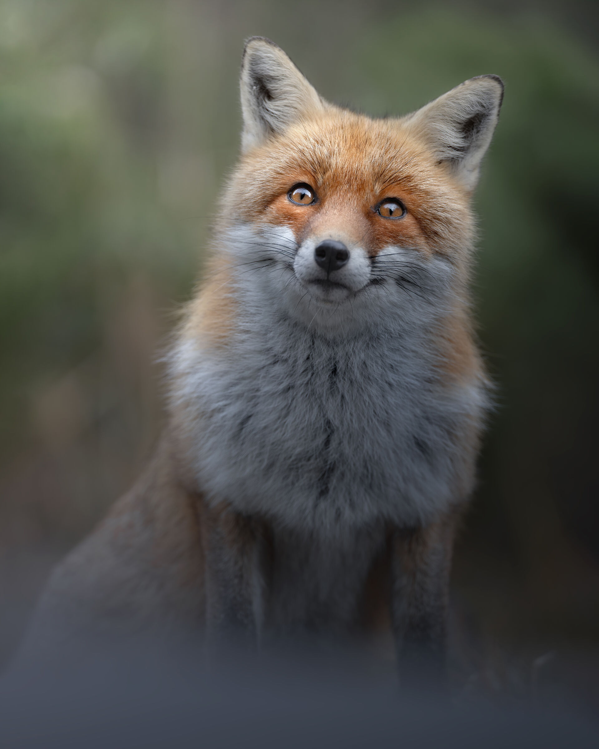 Fox