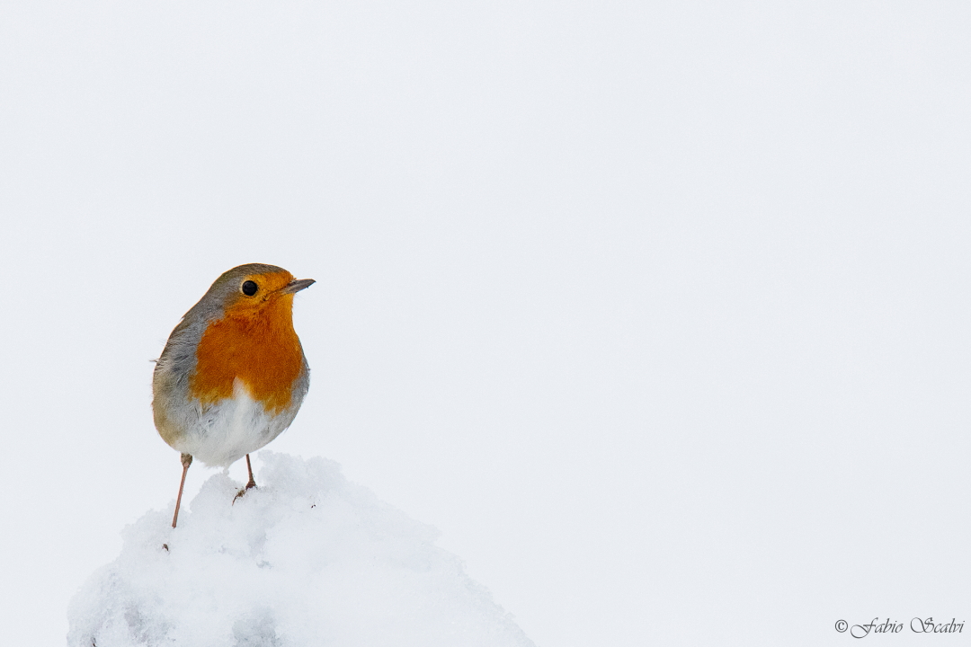 Robin in the Snow