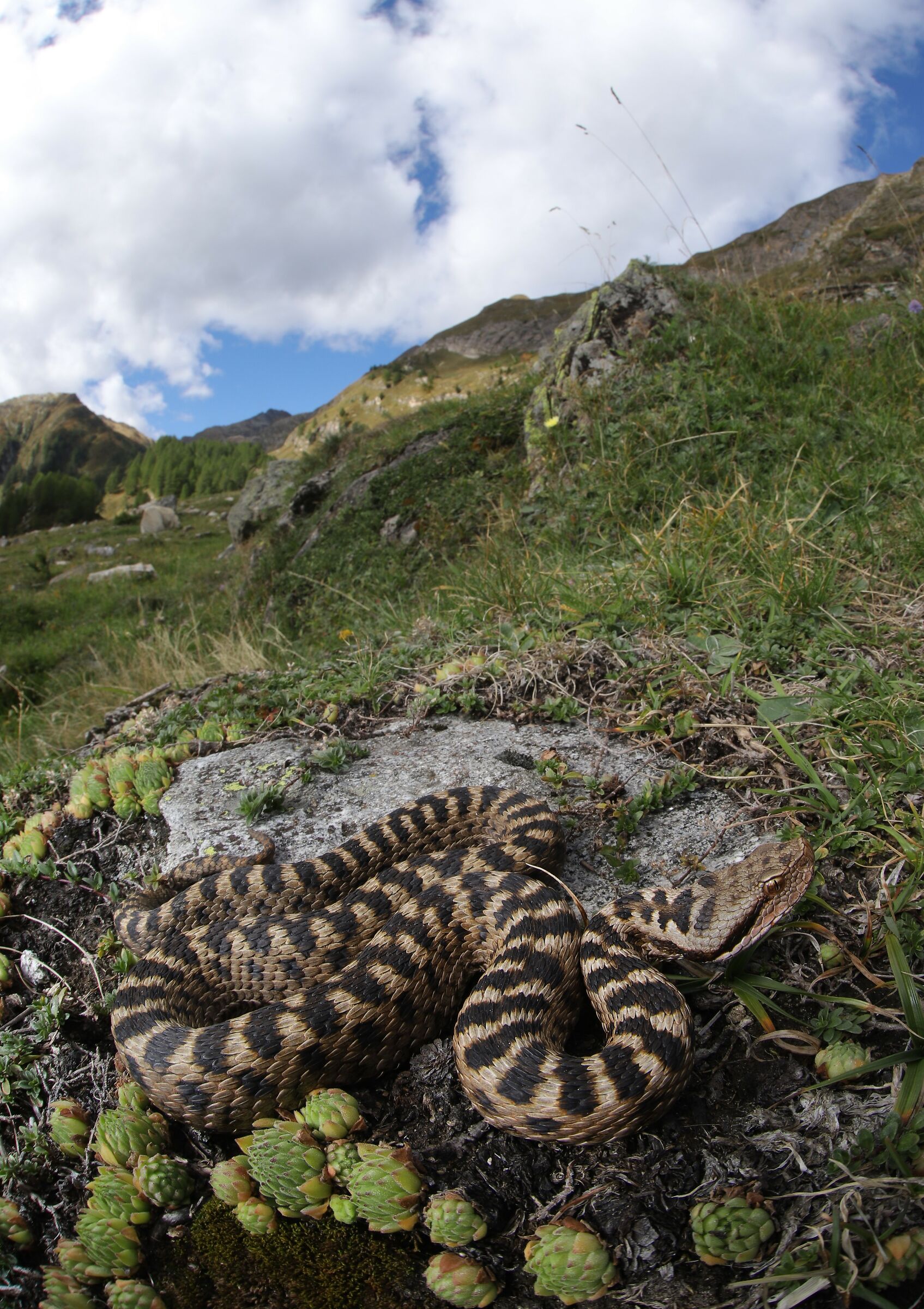 Vipera apsis aspis from atra, femmina, 1730m