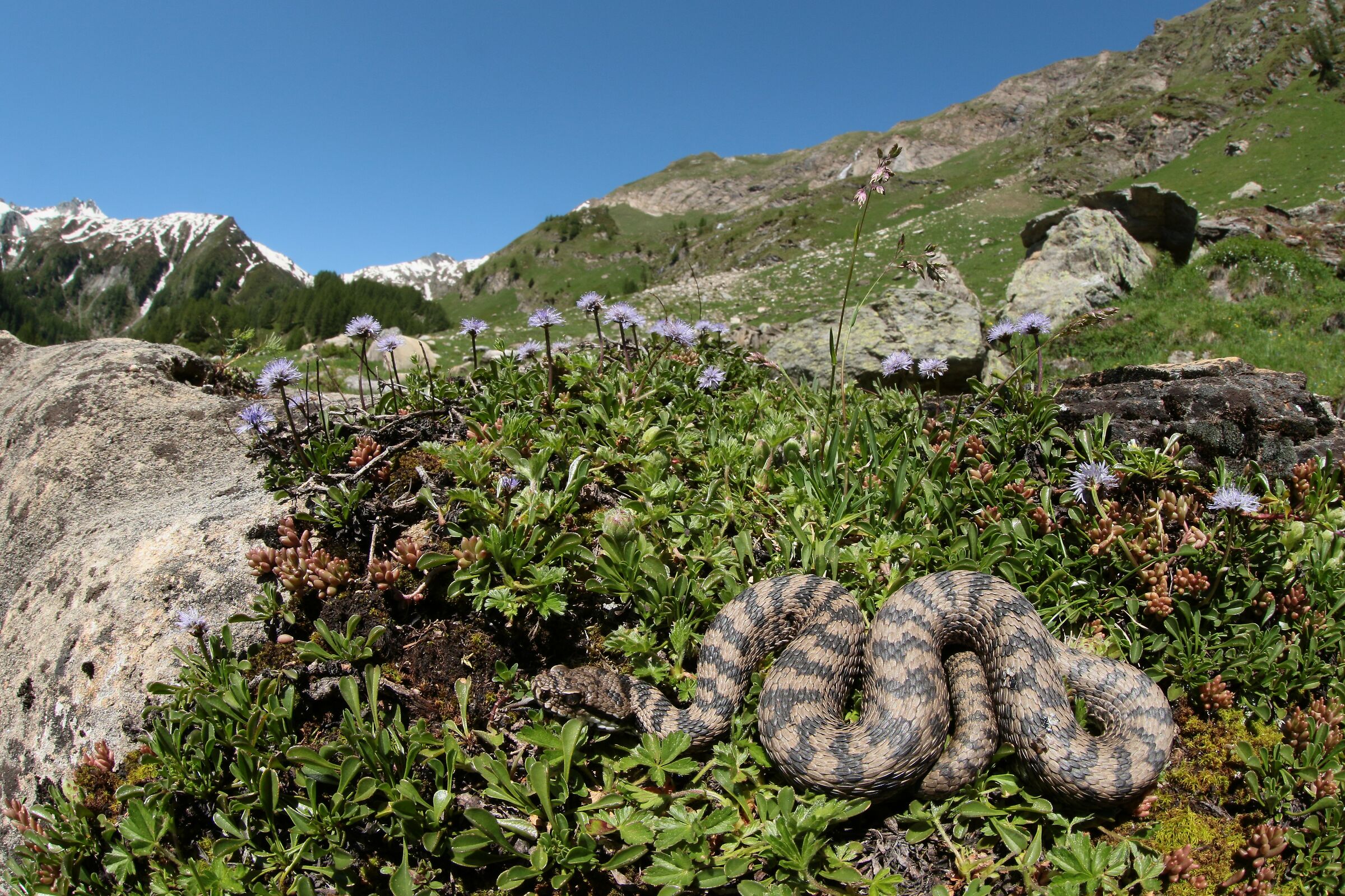 Vipera apsis aspis from atra, maschio, 1730m
