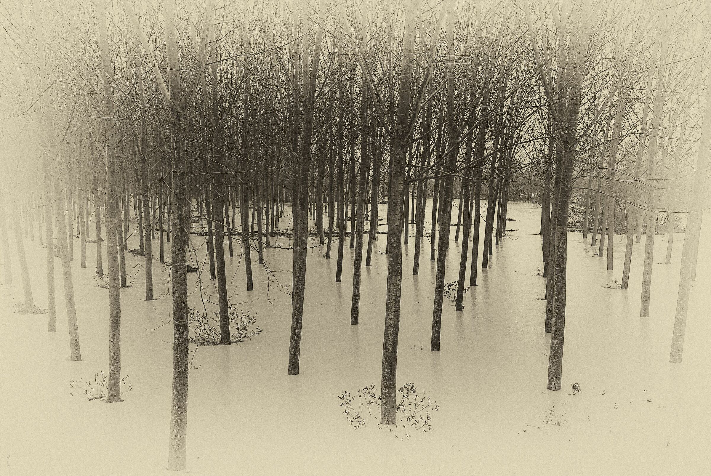 20201206_Piena of Reno