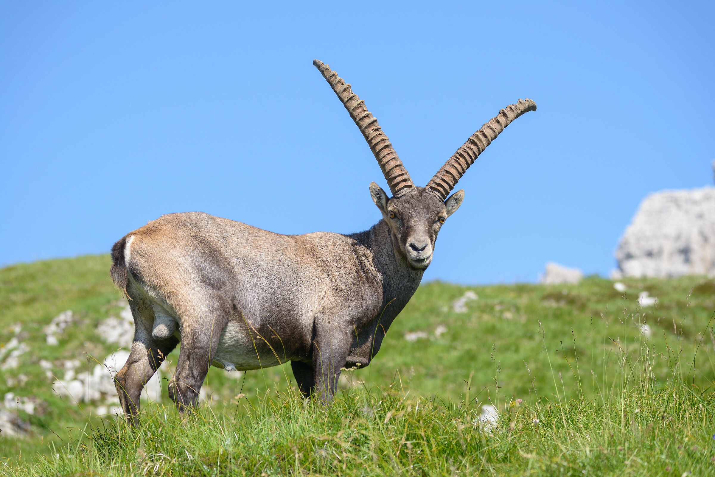Ibex