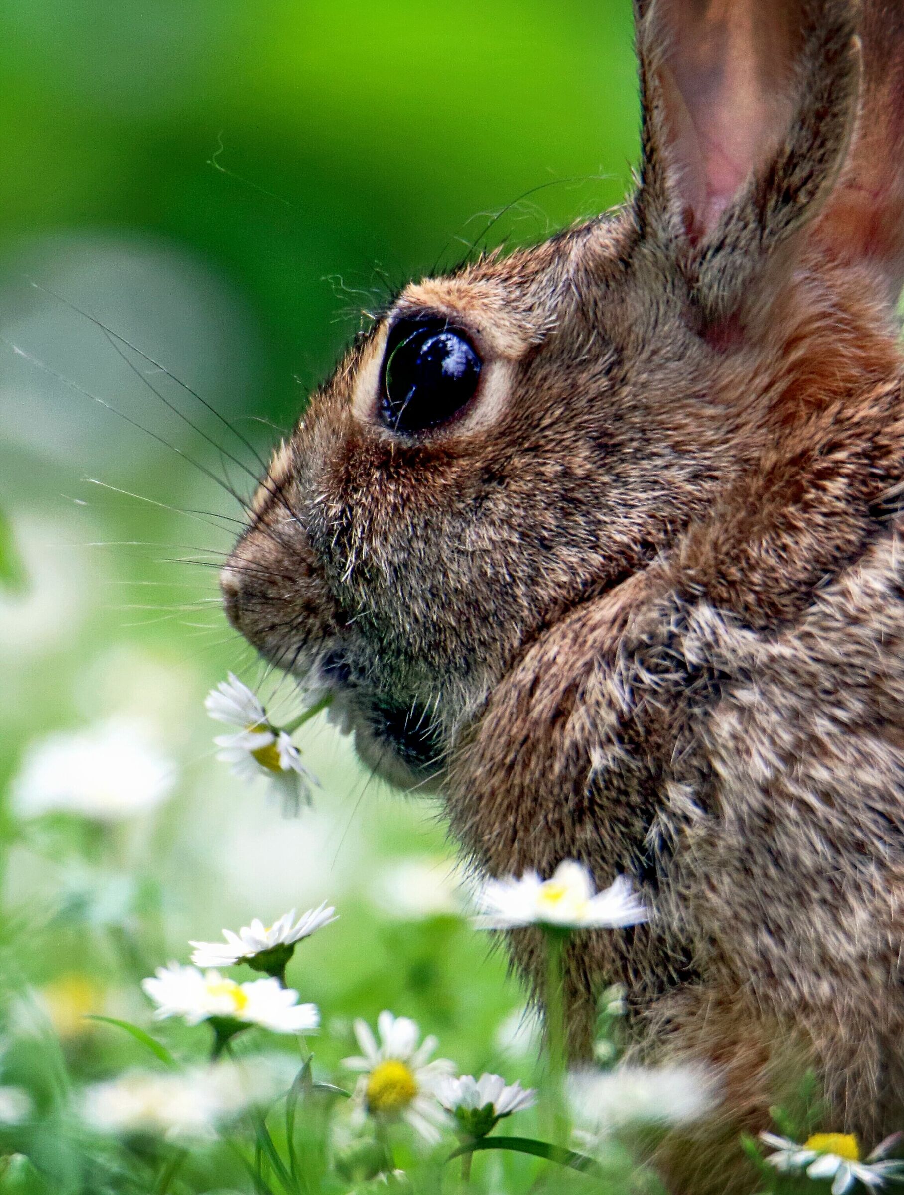 Il coniglio che non mangeresti mai