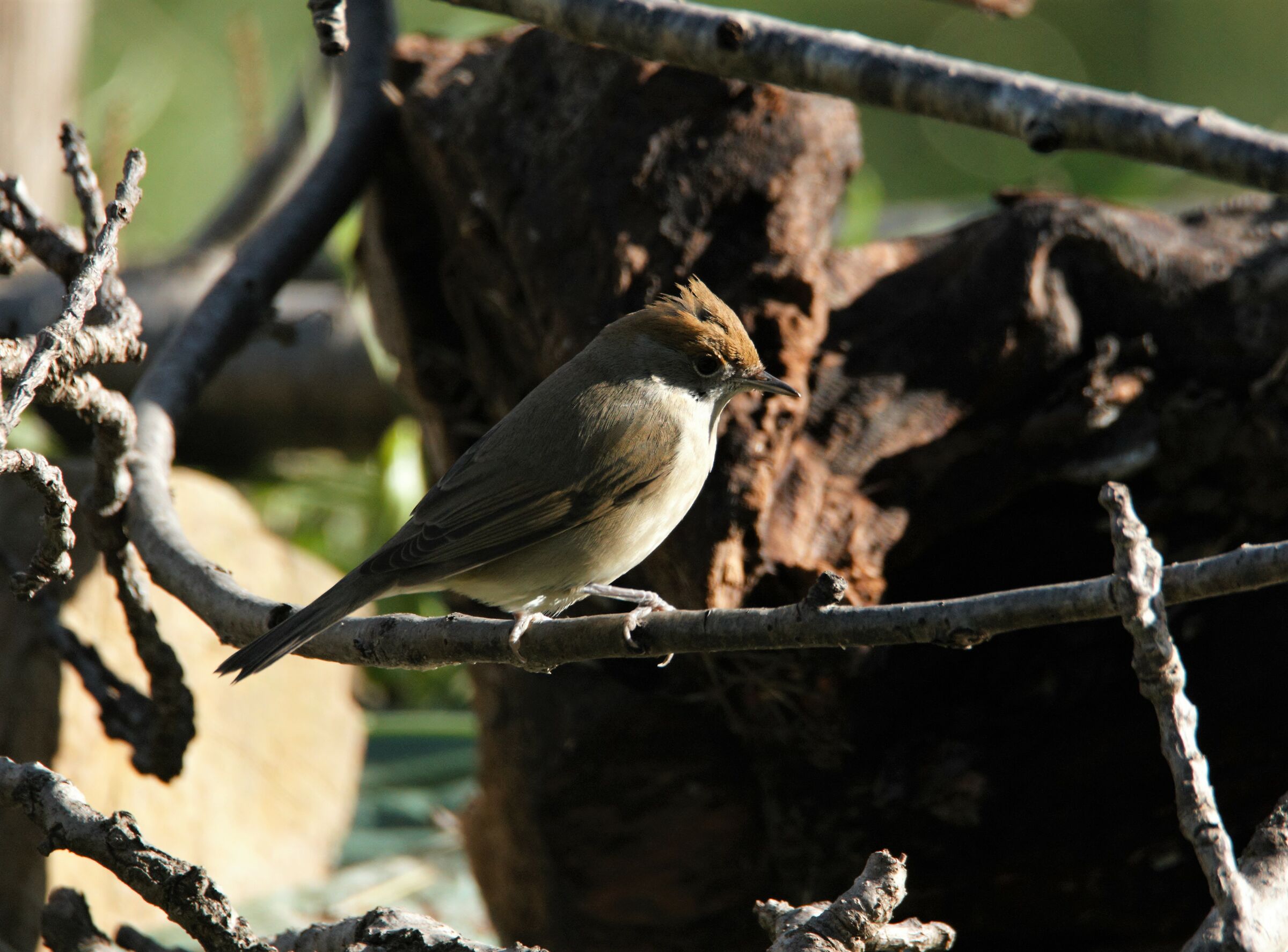 capinera female punk