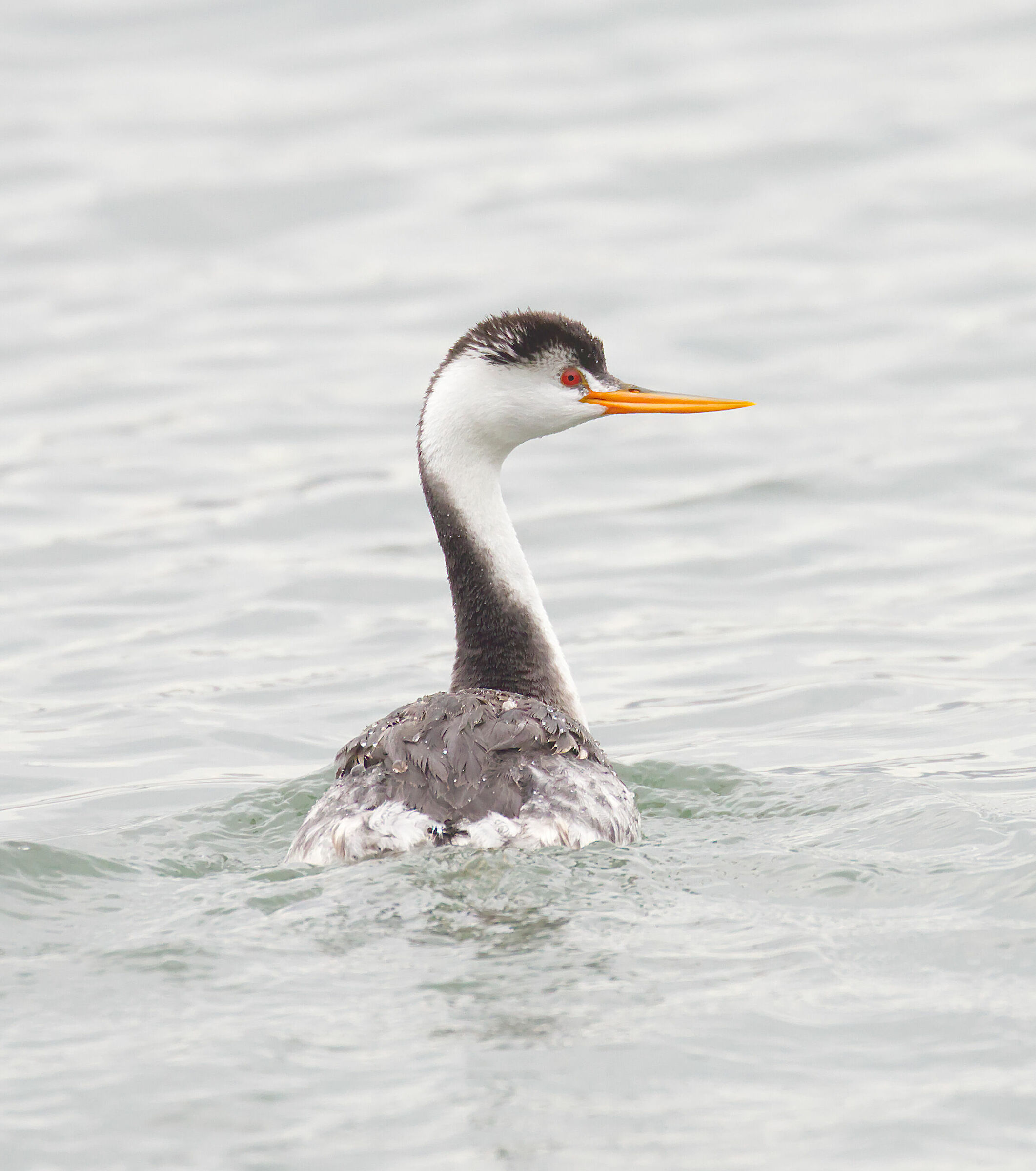 Clark's Grebe ( Aechmophorus clarkii )