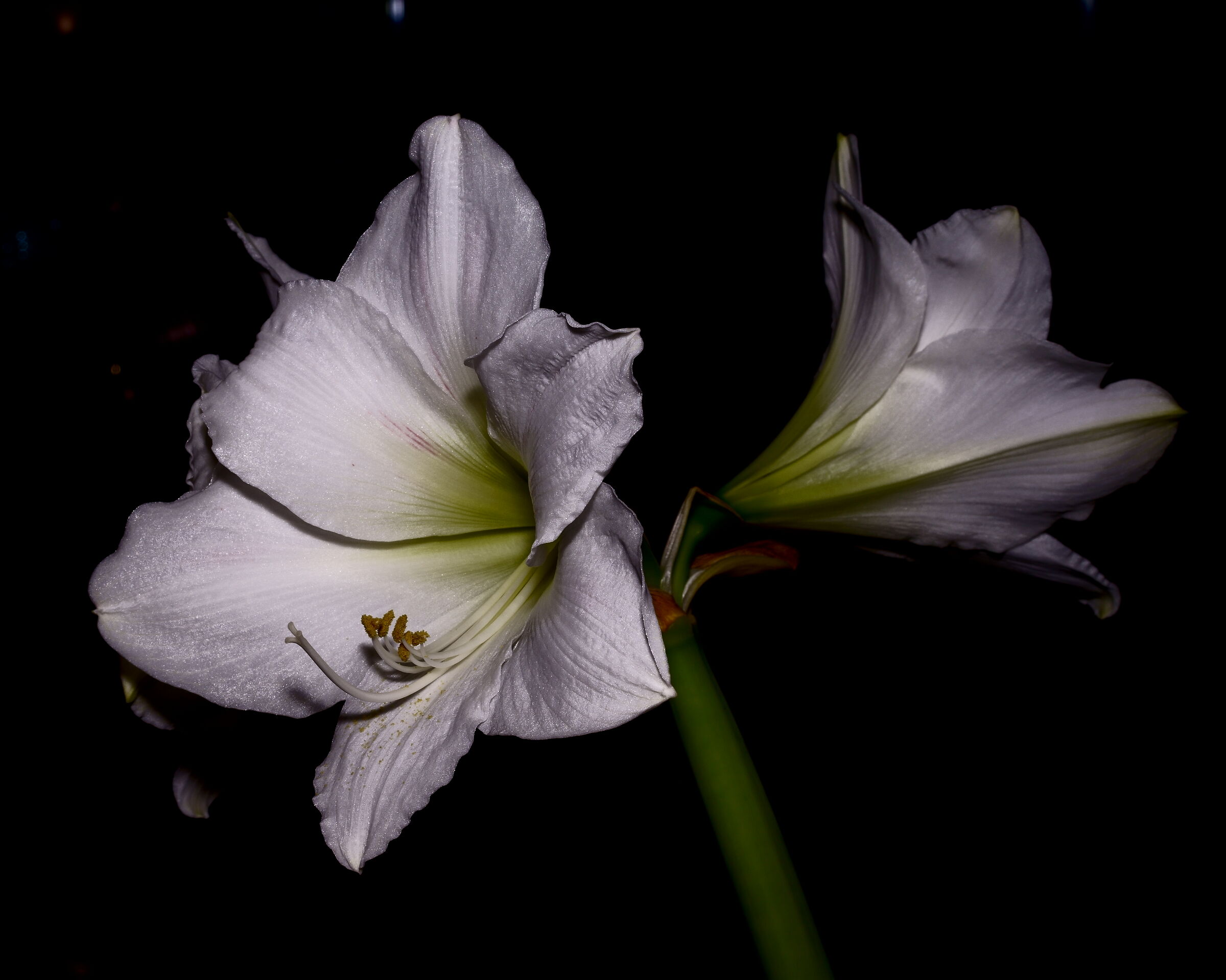 White Amaryllis