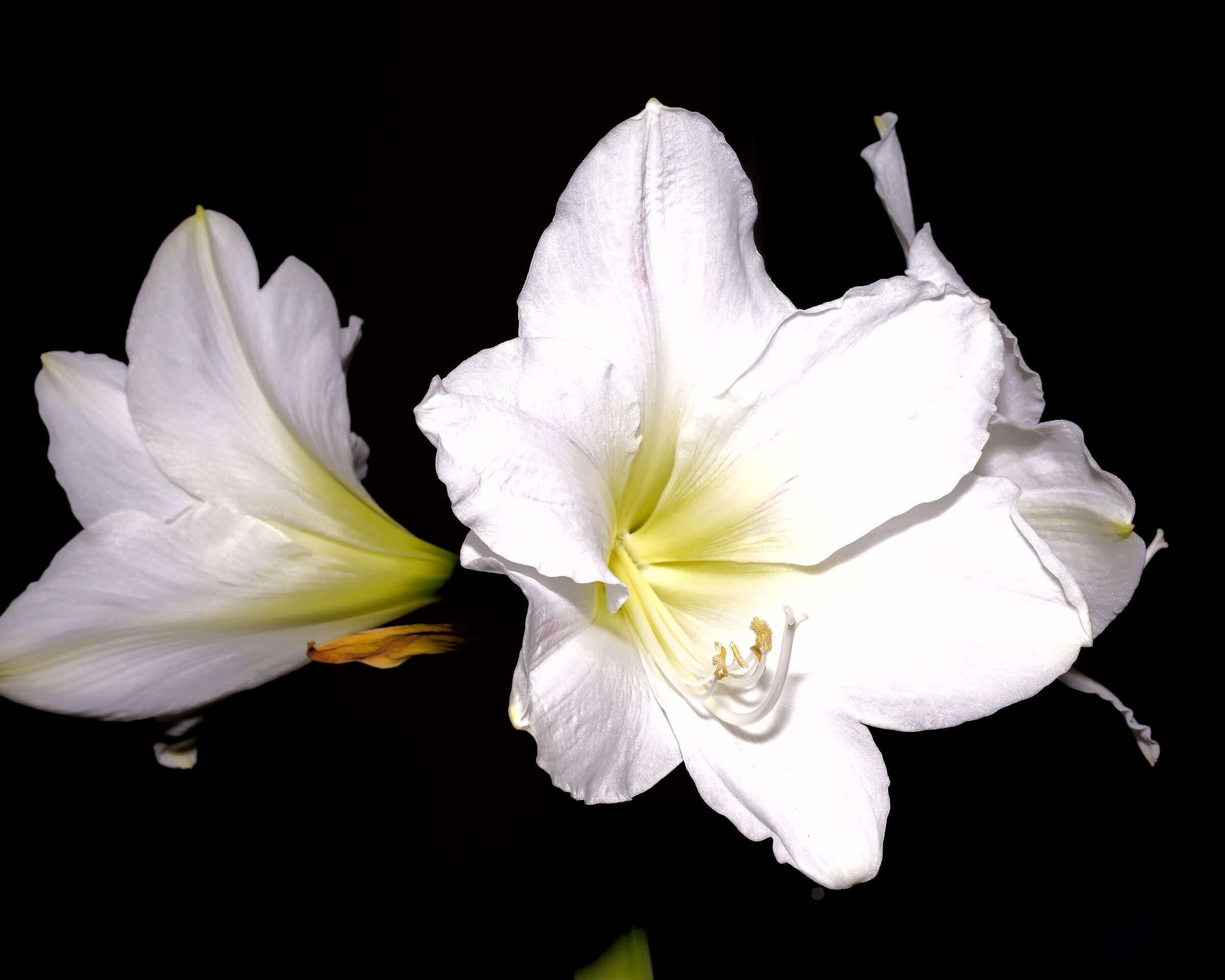 White Amaryllis
