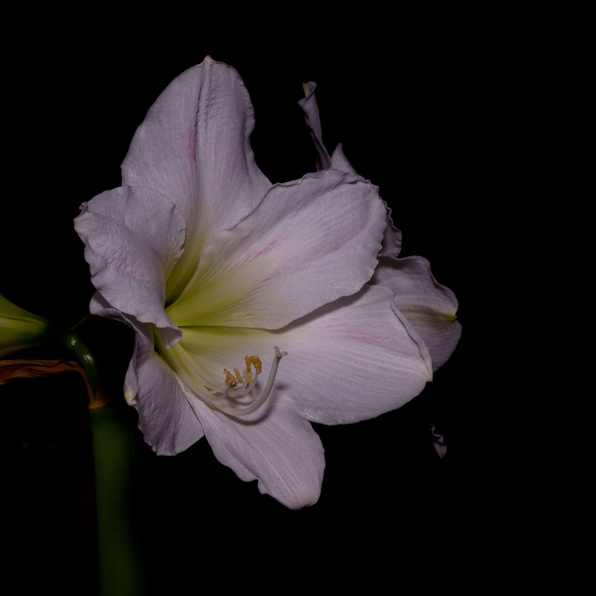 White Amaryllis