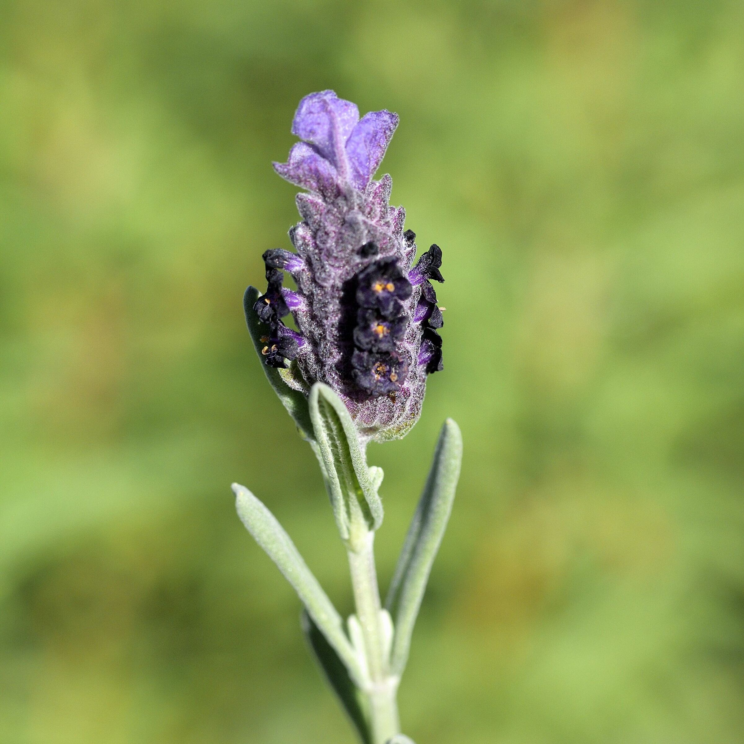 fiore di lavanda