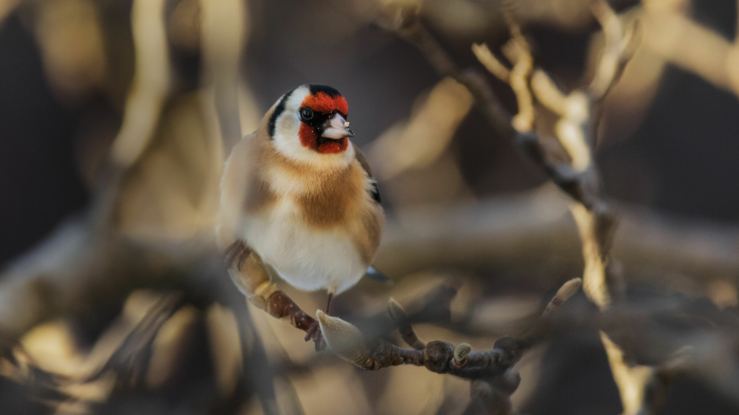 Goldfinch