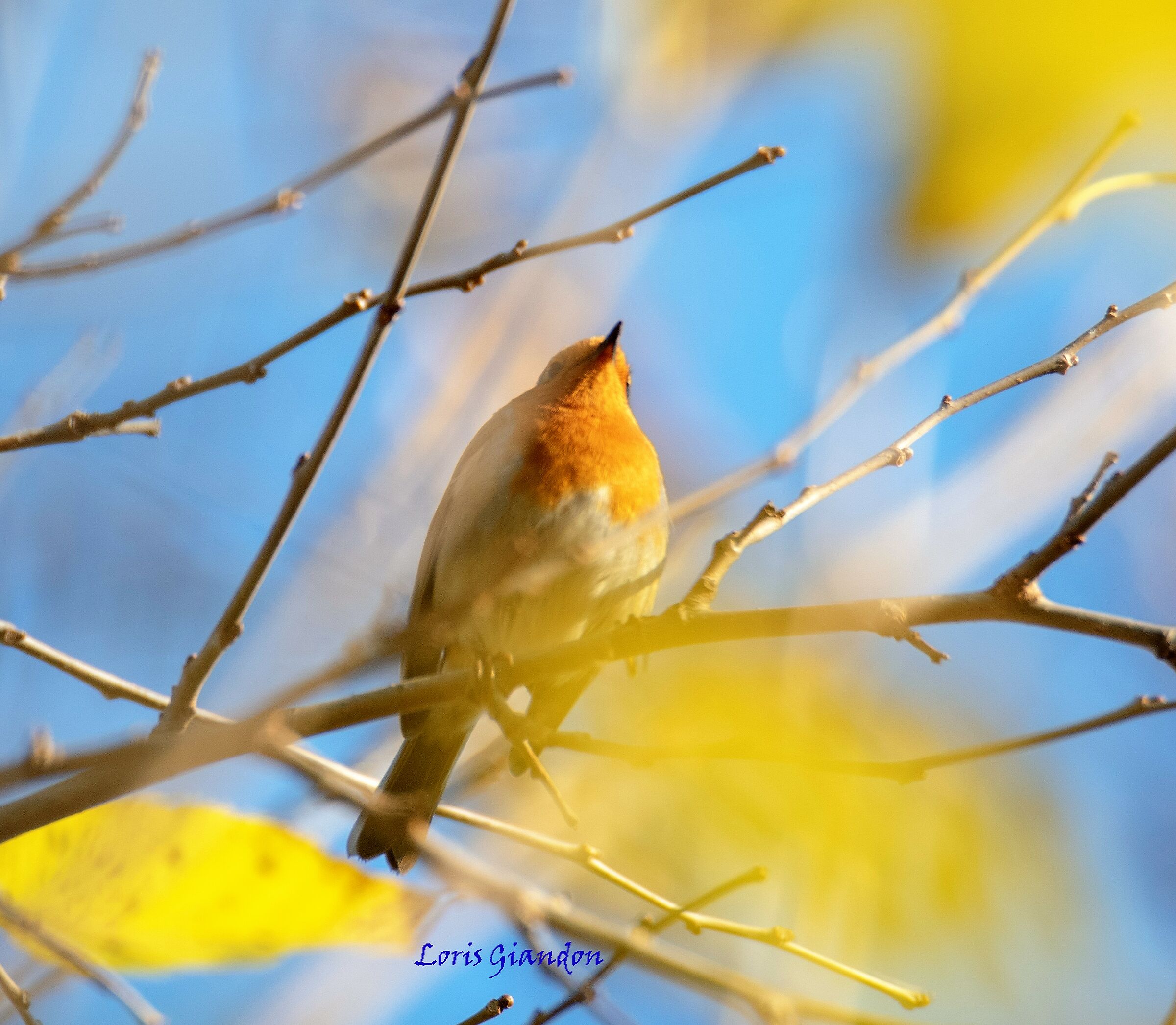 Petti Rosso