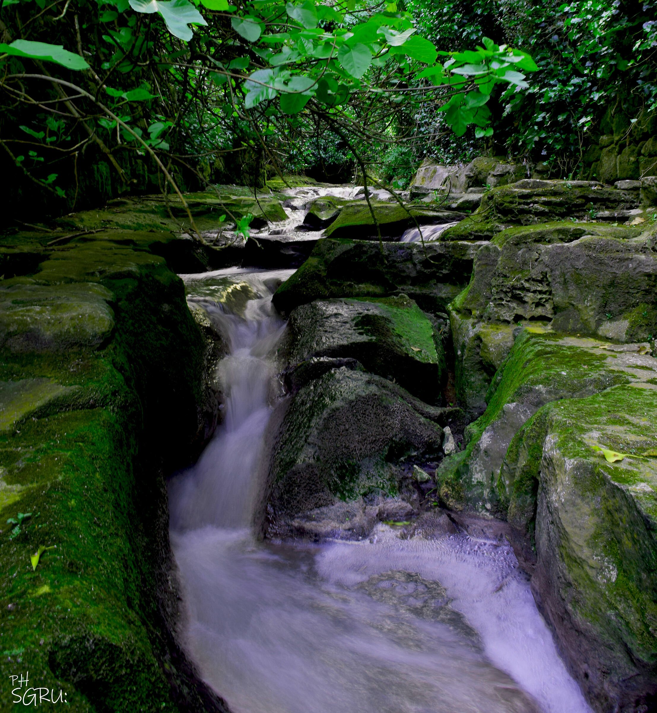 ruscello tra il verde