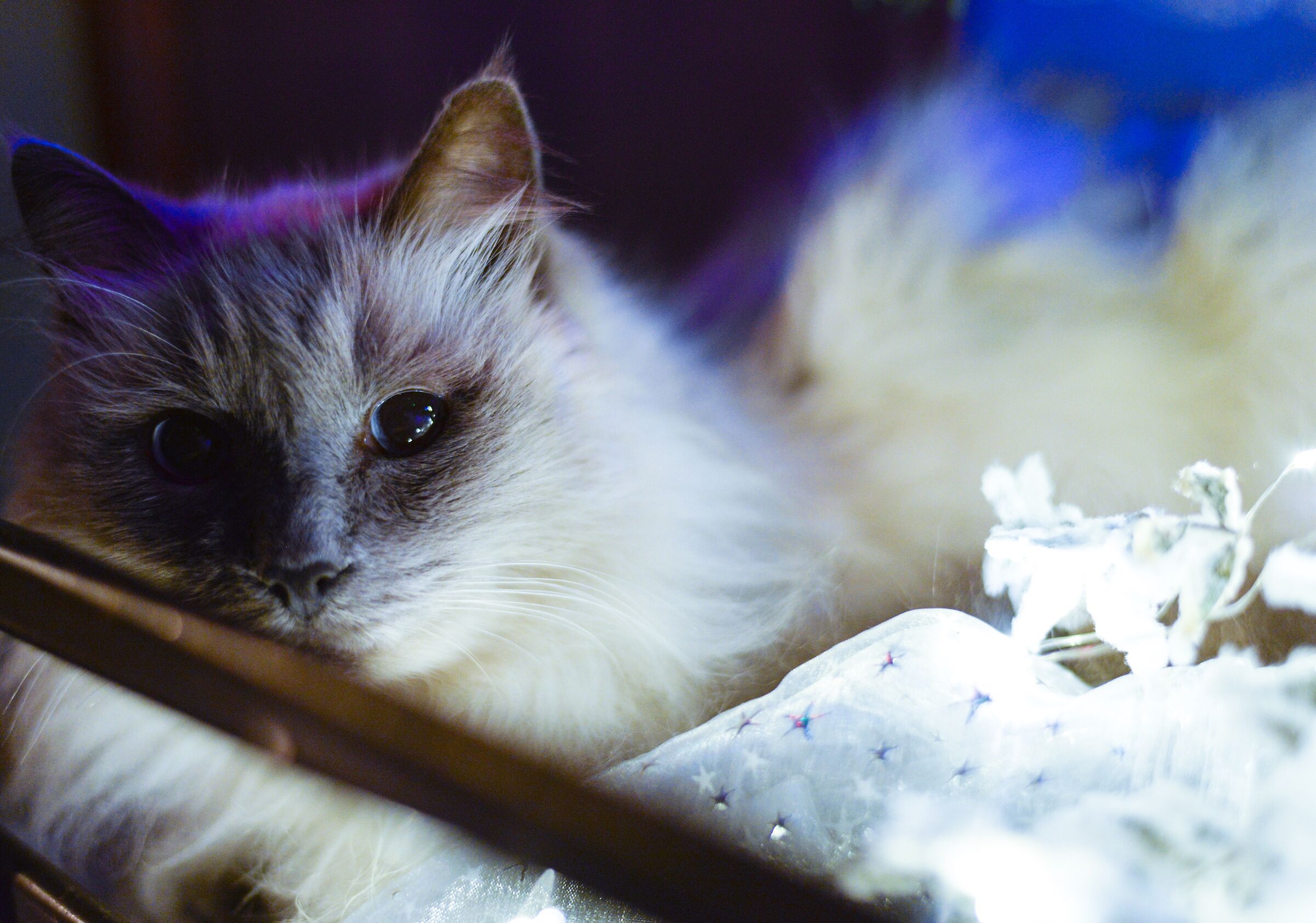 A qualcuno piace il Natale