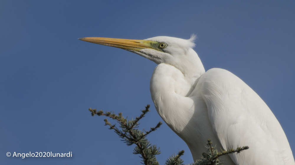 Major White Heron