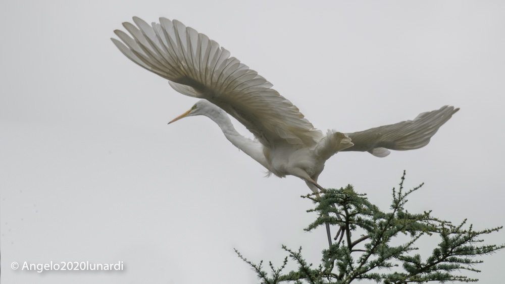 Major White Heron