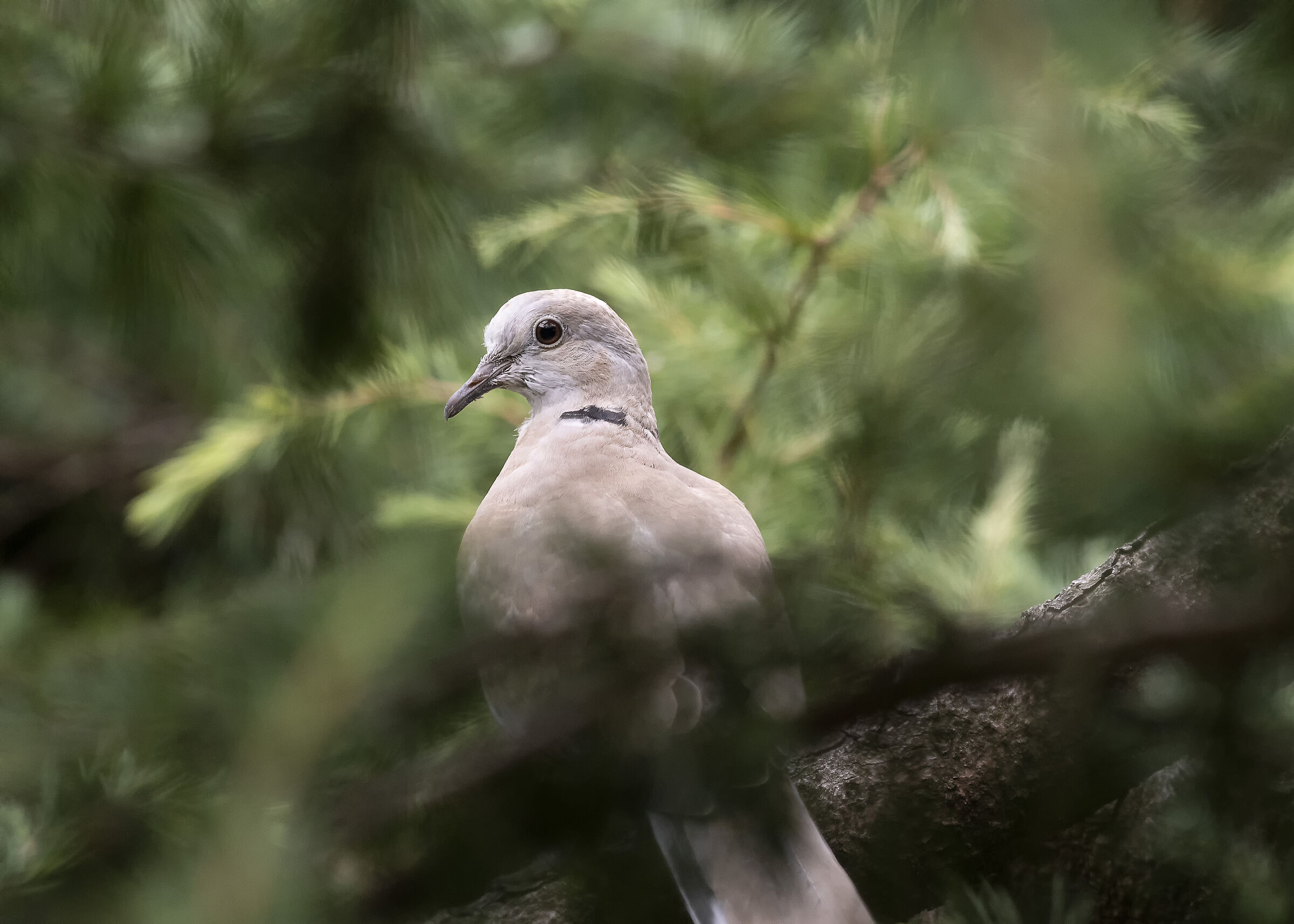 Collared dove.