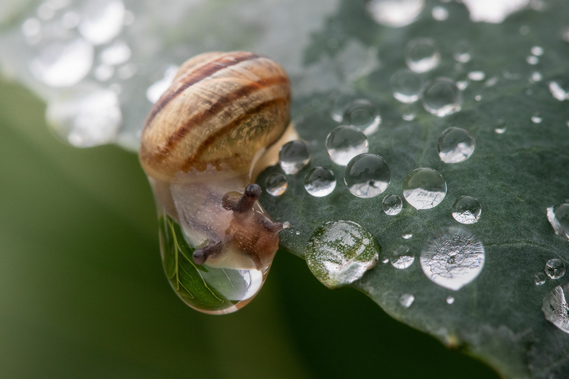 Curiosando nell'orto da un'altra prospettiva