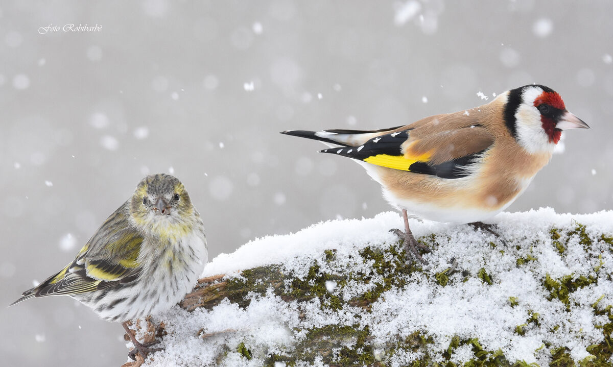 Lucherino e Cardellino
