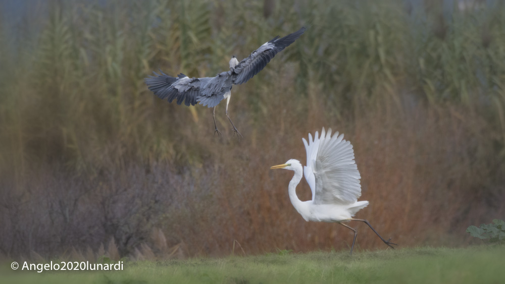 Greater White Heron and Cenerino Heron