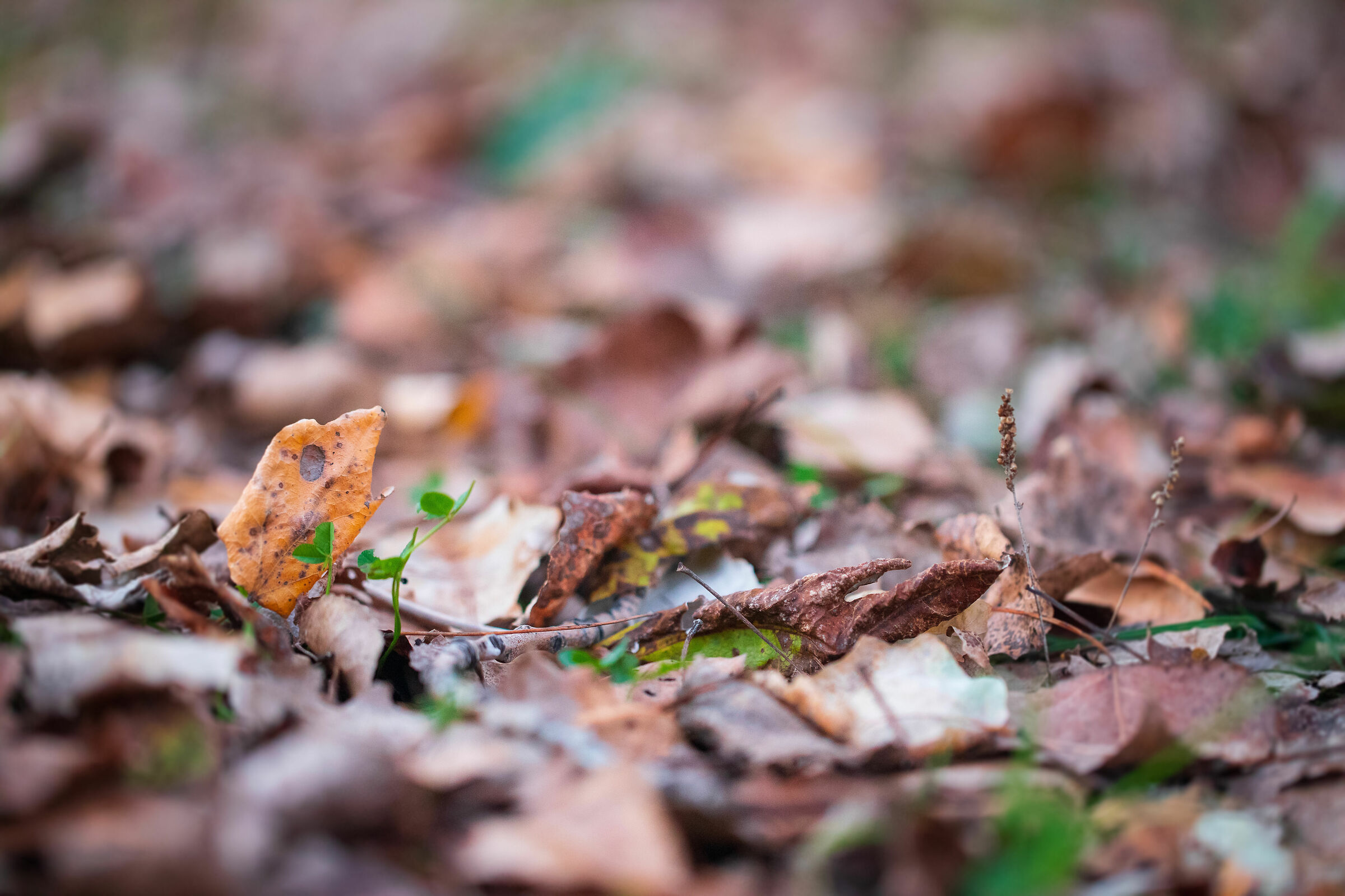 Autumn