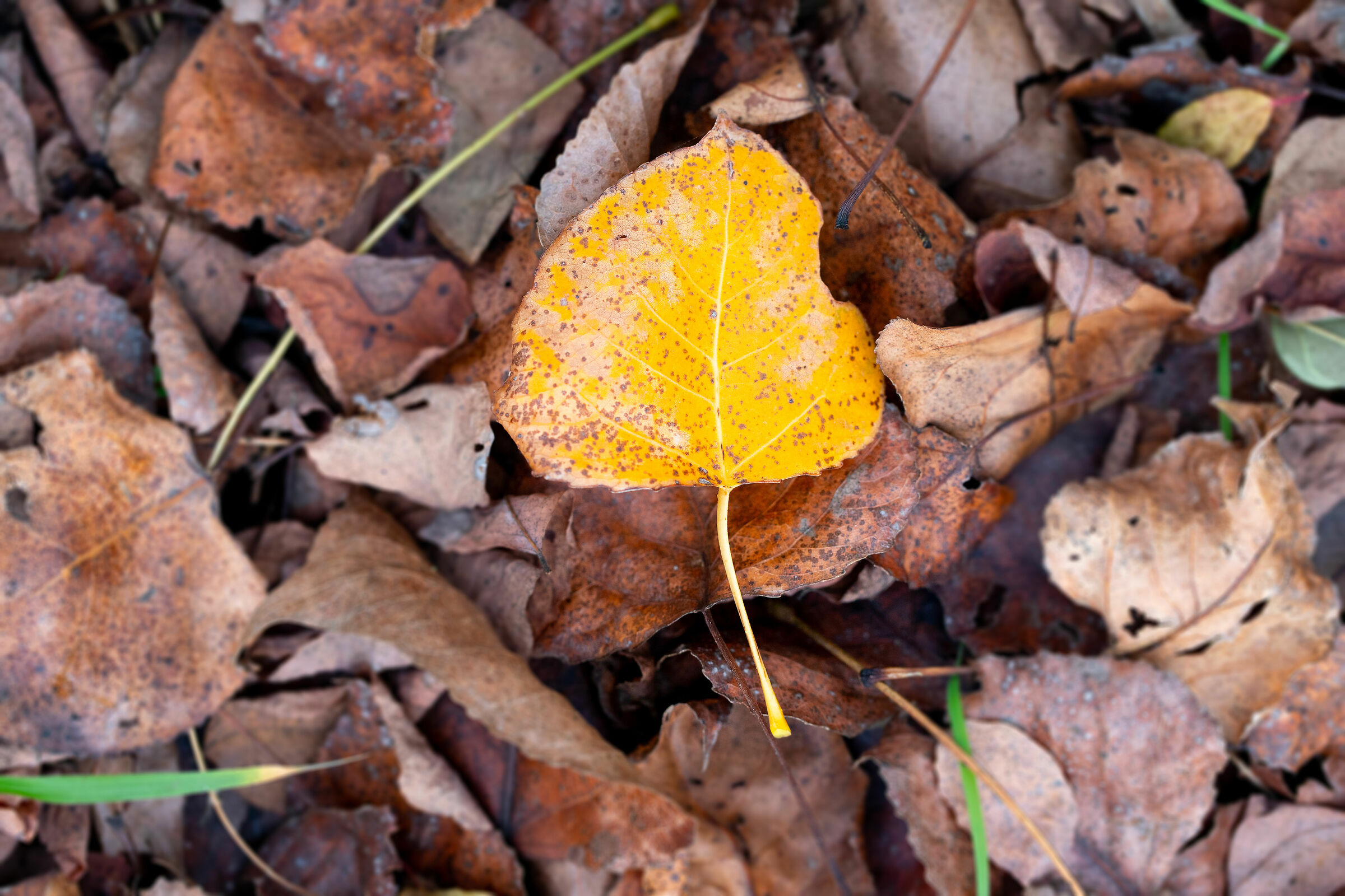 Autumn
