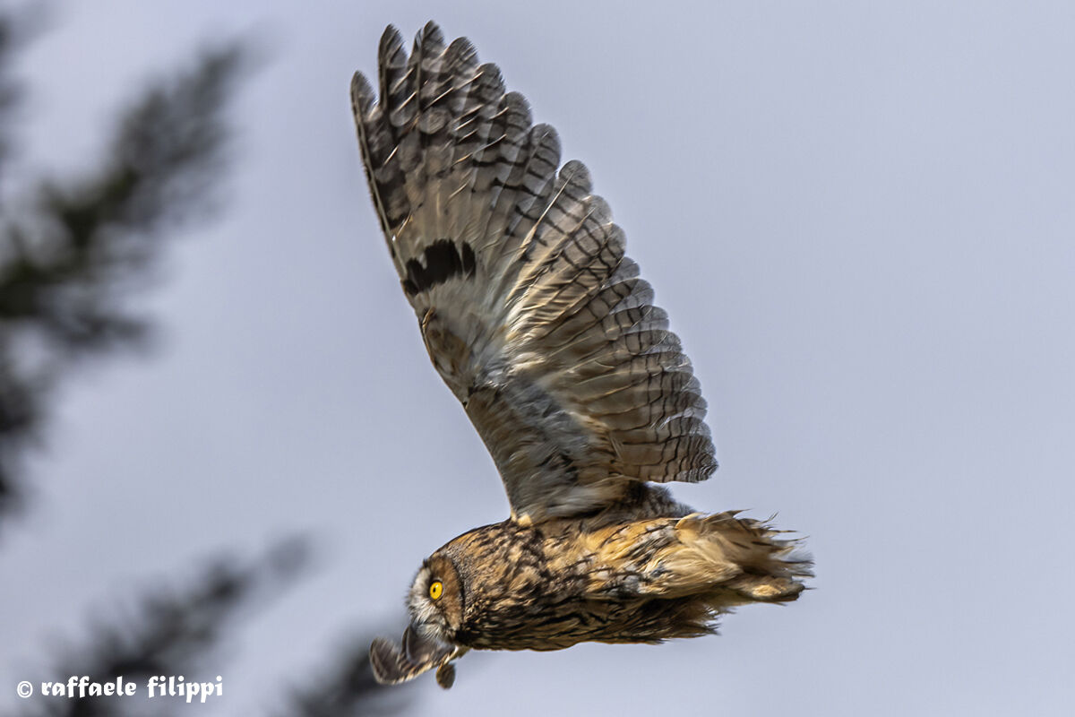 Gufo comune - Biellese