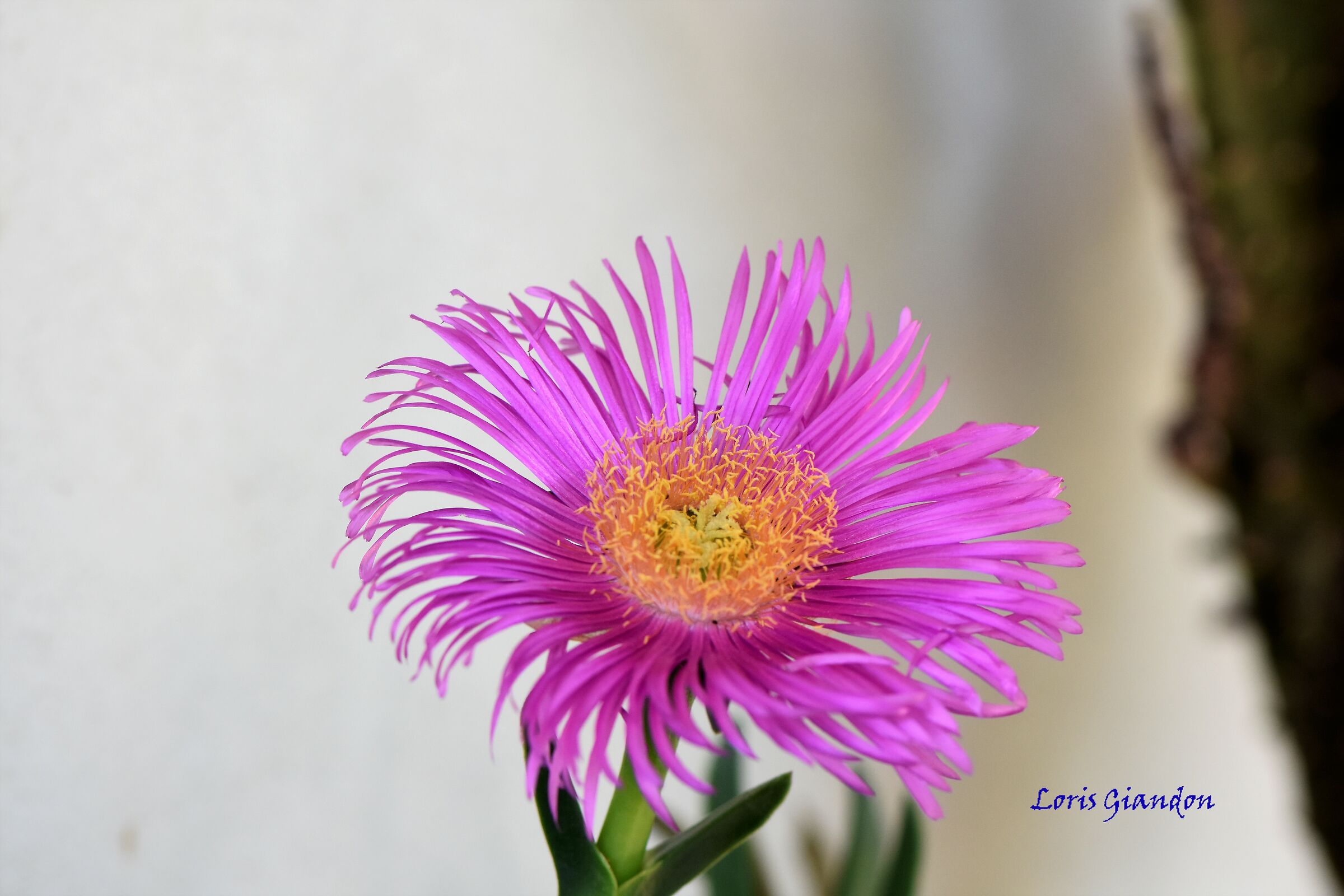 fiore
