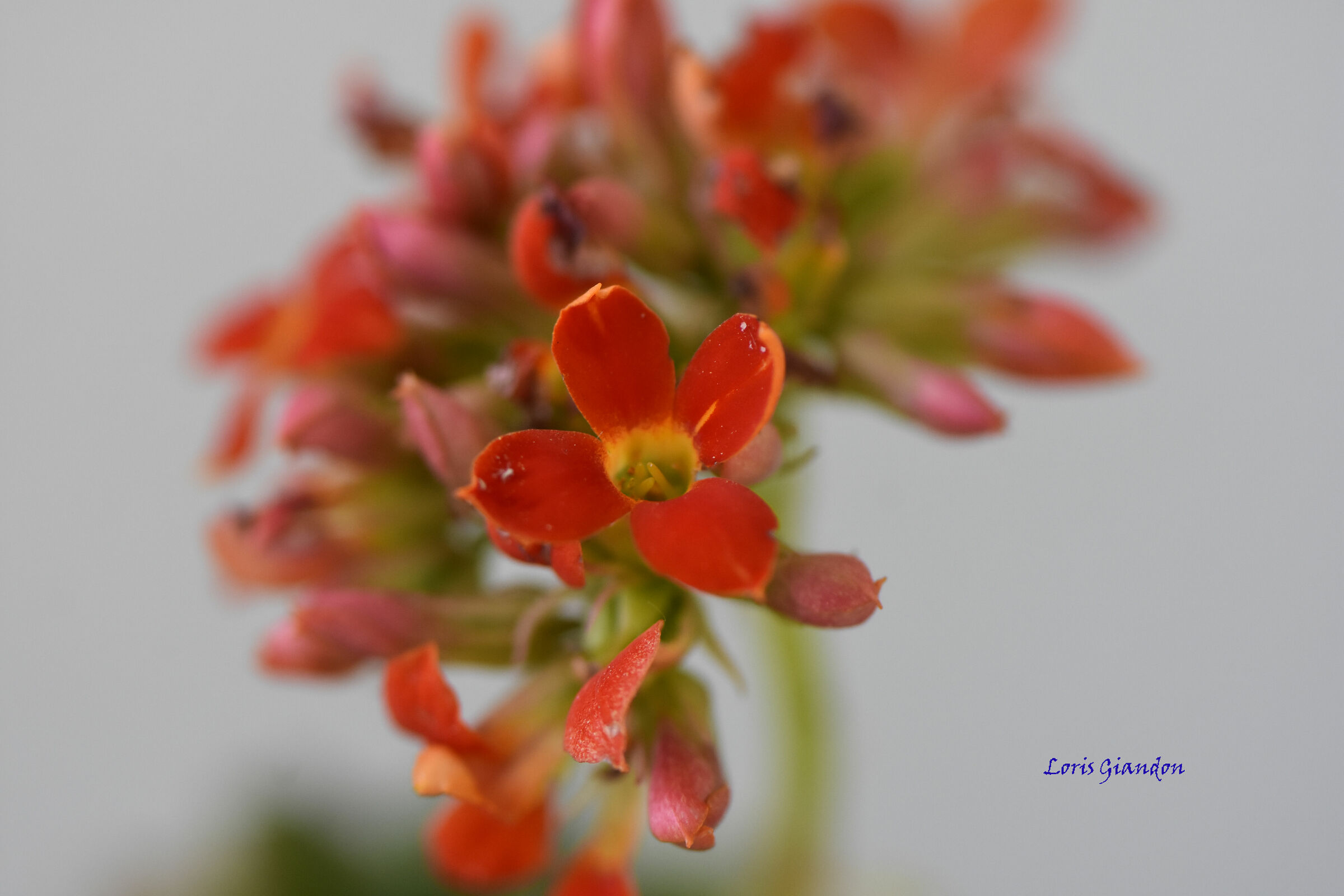 fiori