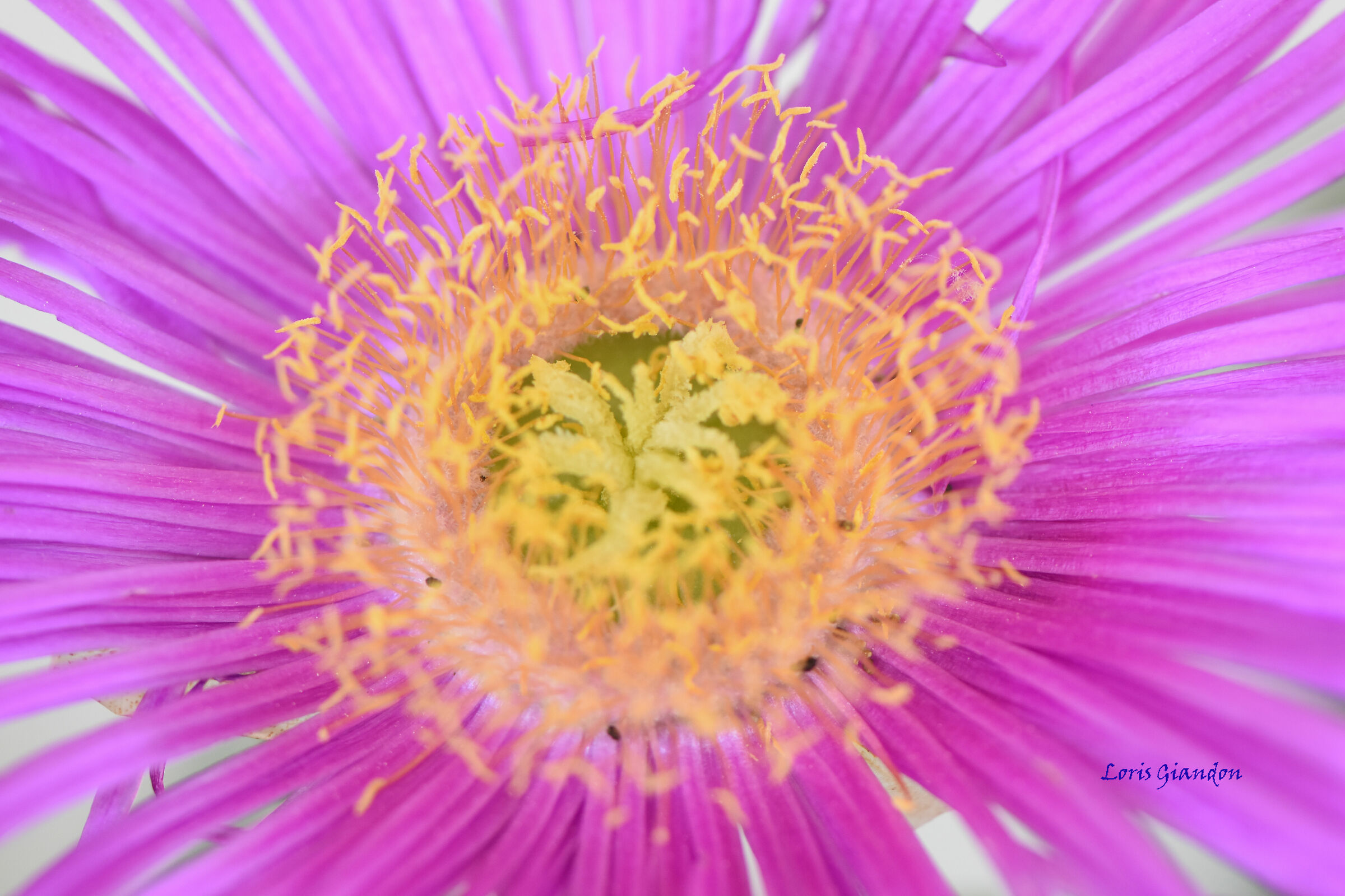 fiore