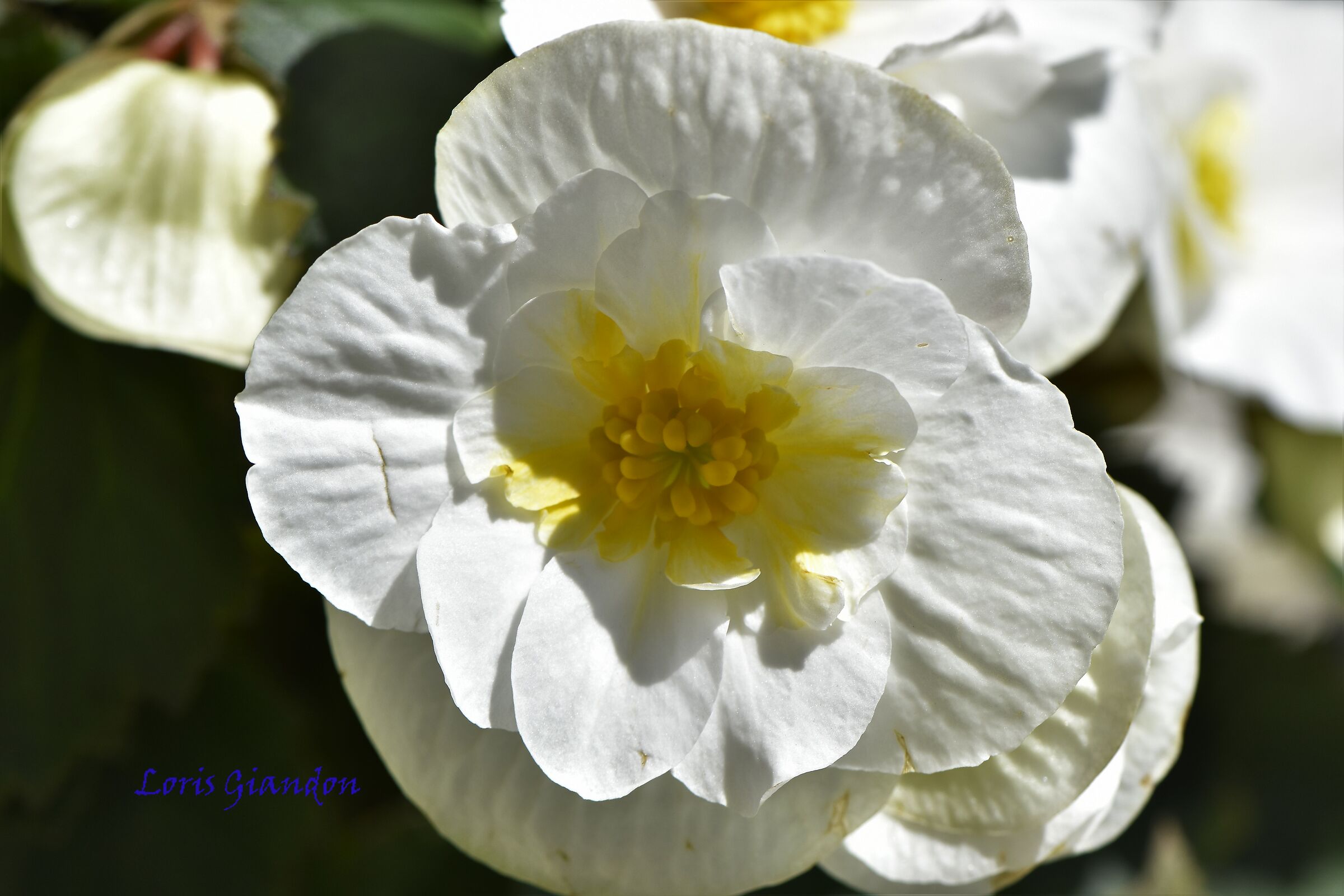 fiore