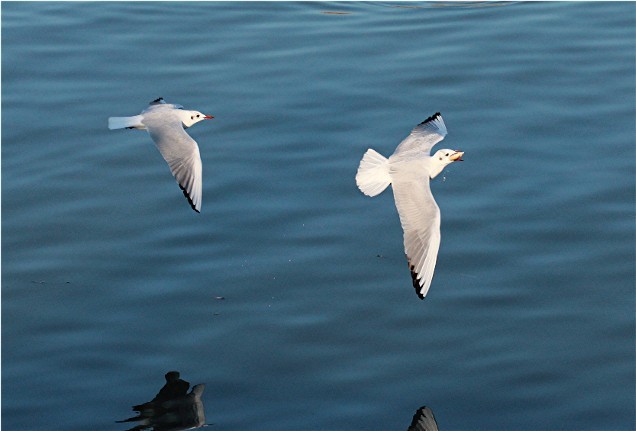 Pursuit to eat a piece of bread