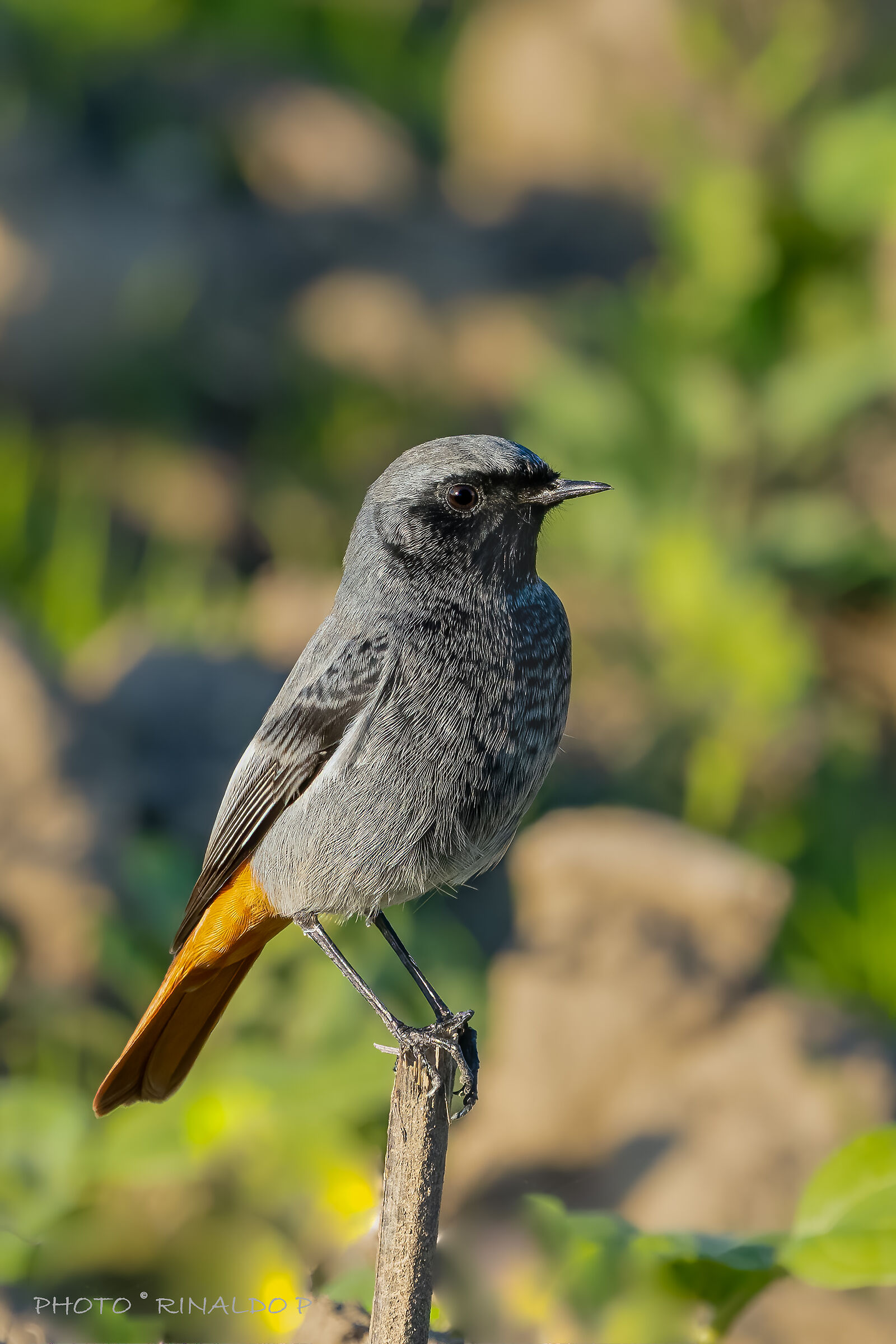 Codirosso spazzacamino m.