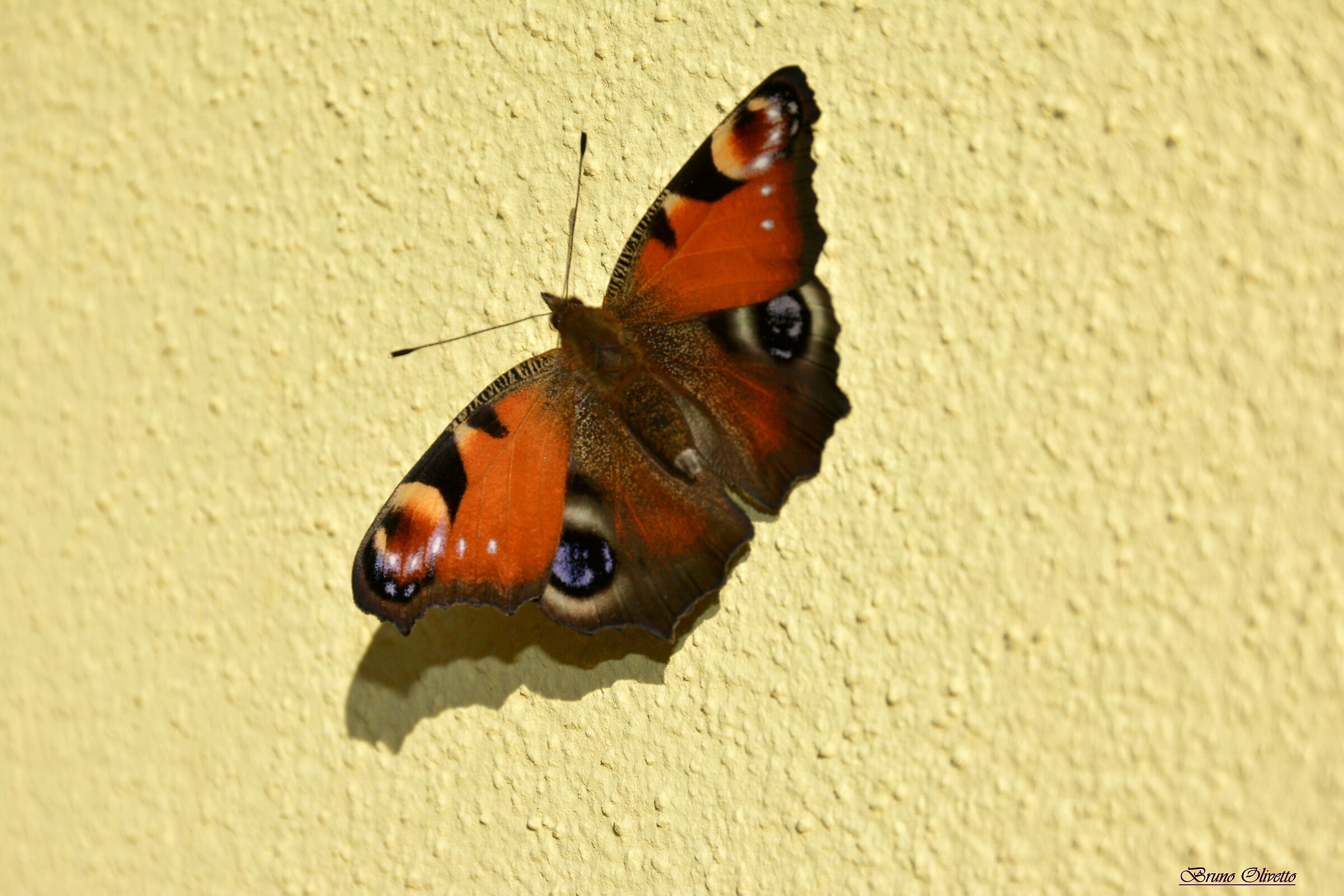 vanessa io,occhio di pavone