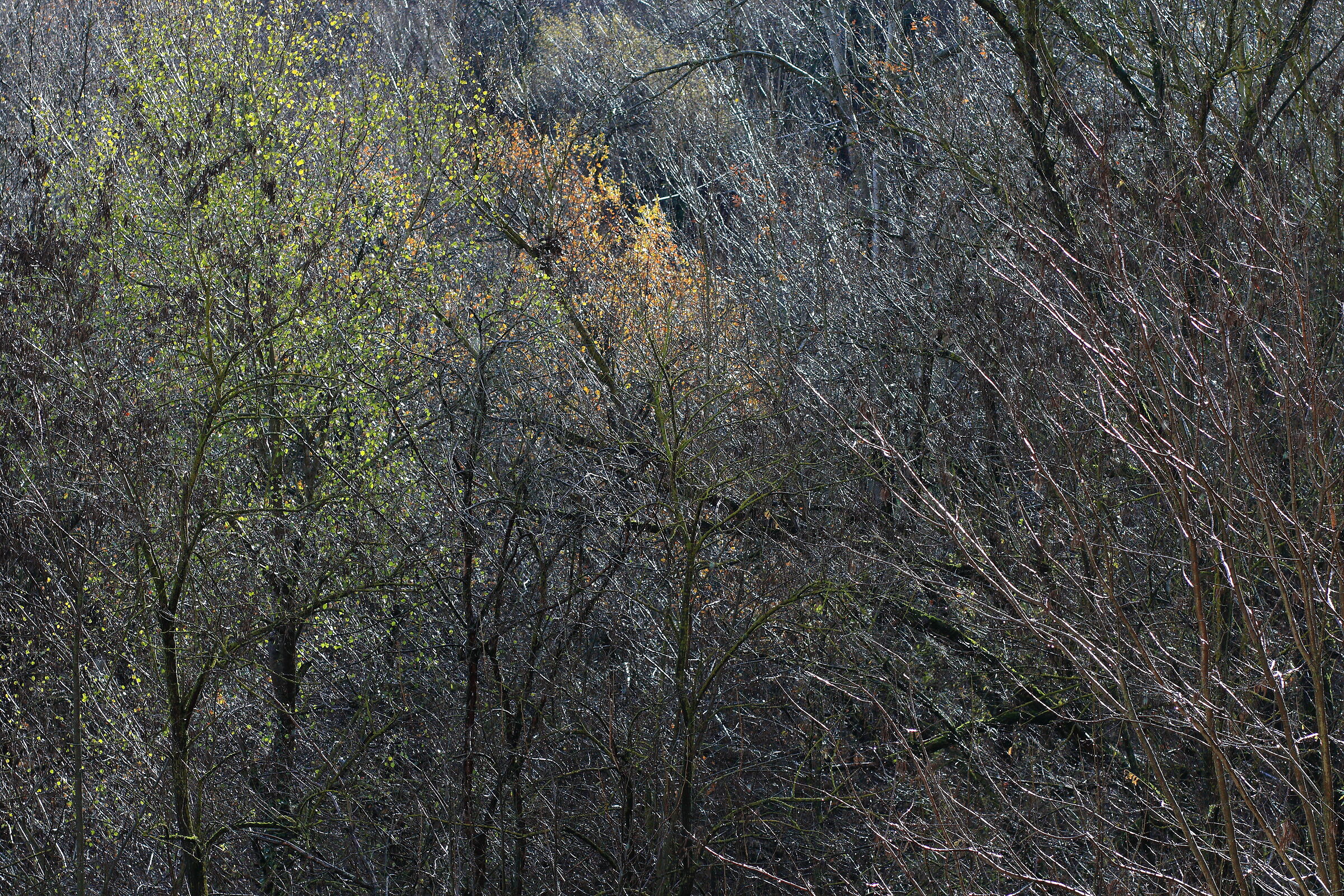 Il pennello di novembre