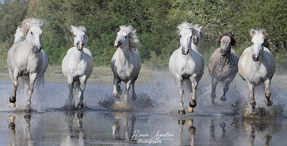 I Cavalli della Camargue