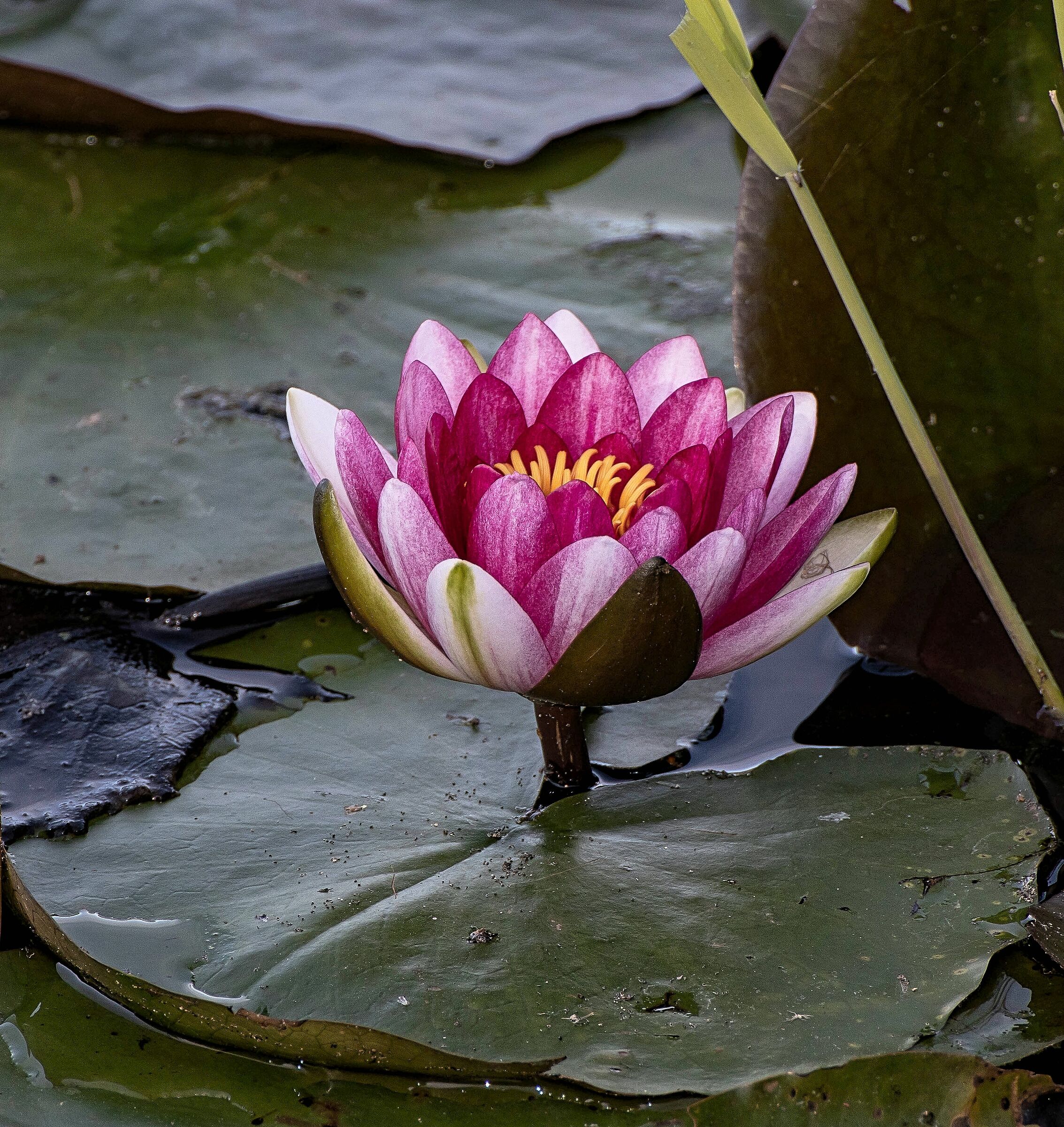 ninfea lago di sartirana 8/10/2020