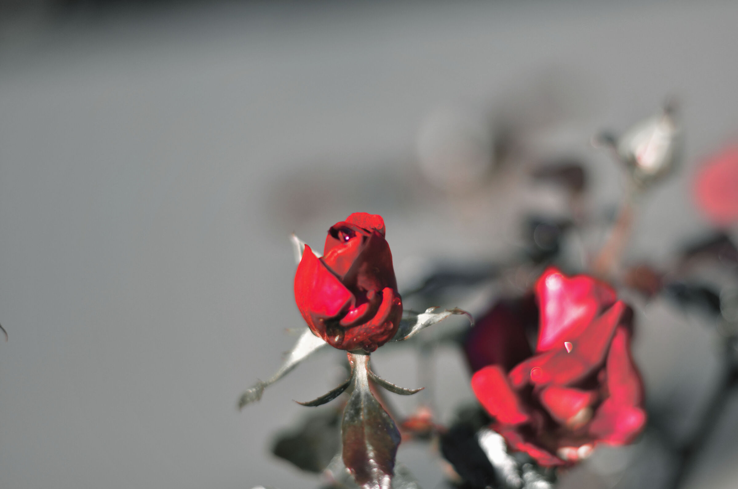 bud in the foreground