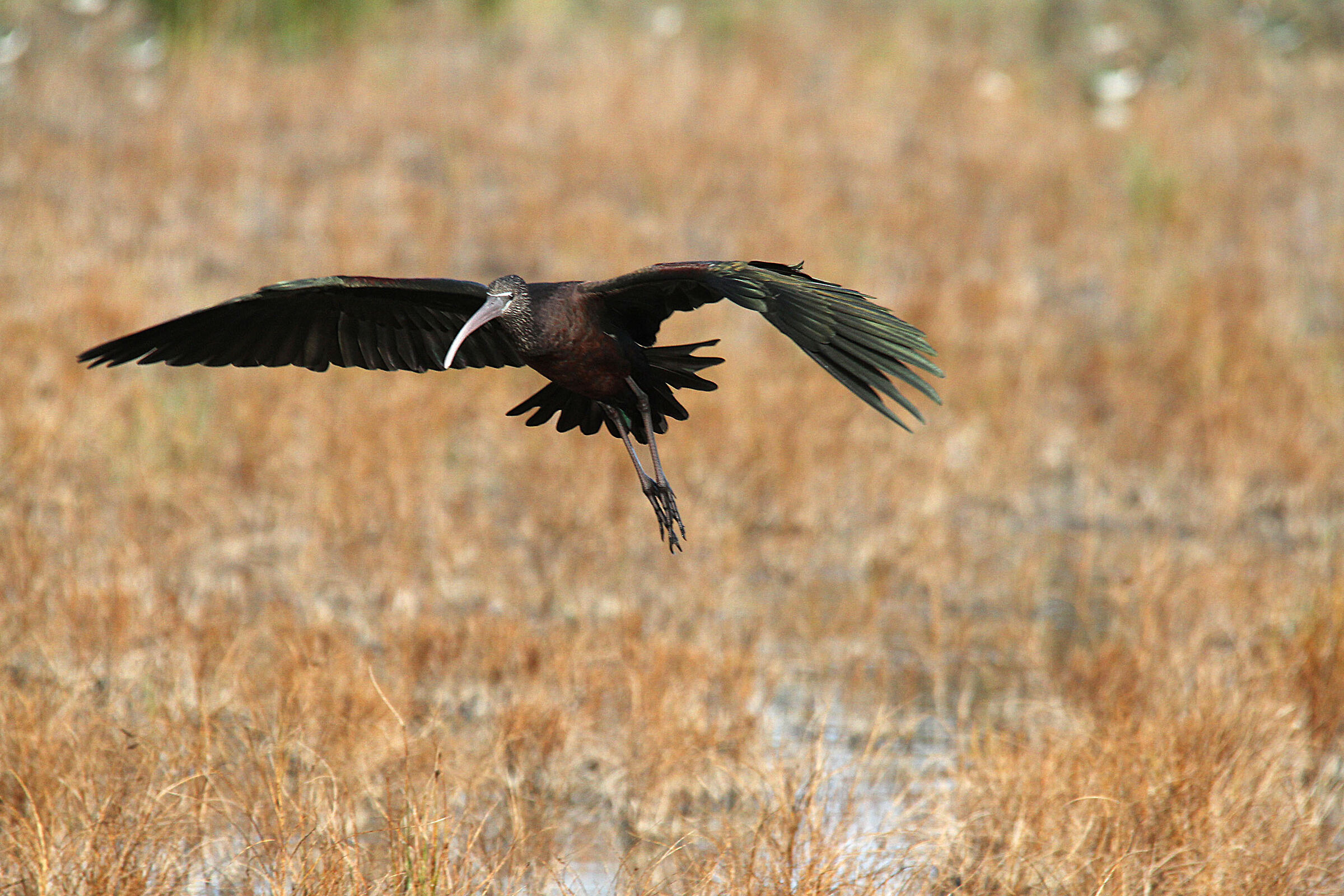 Ibis Mignattaio