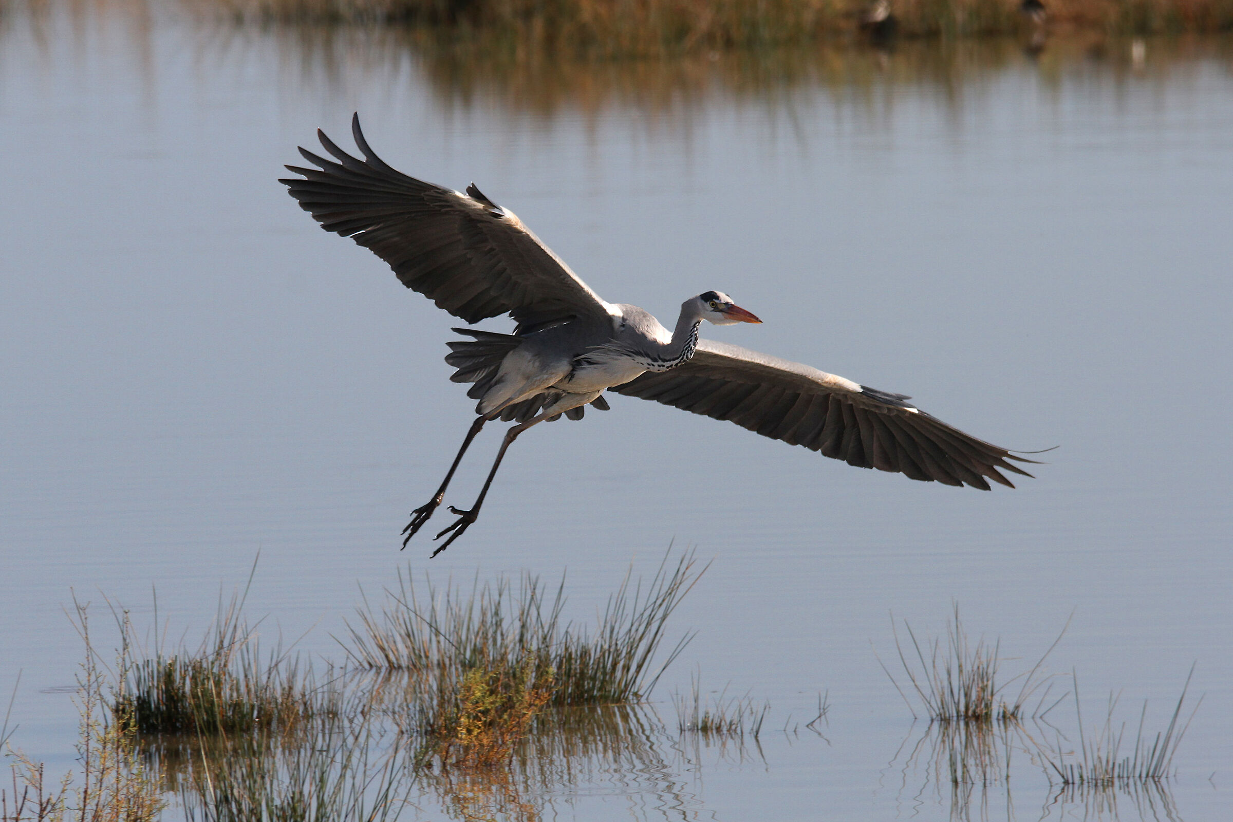 gray heron