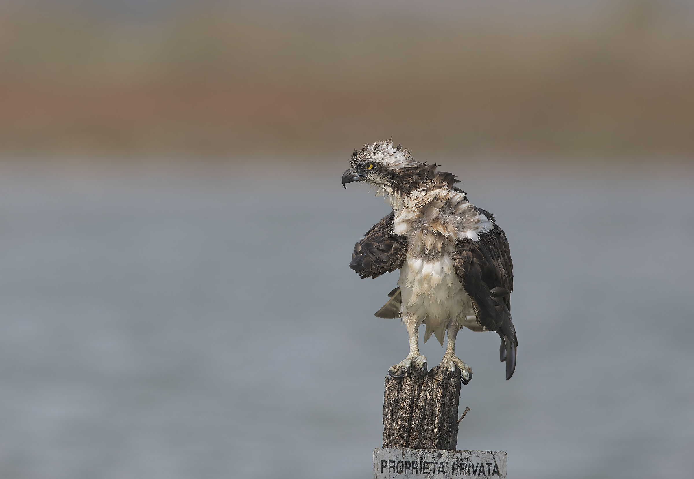 dacci oggi il nostro falco quotidiano....