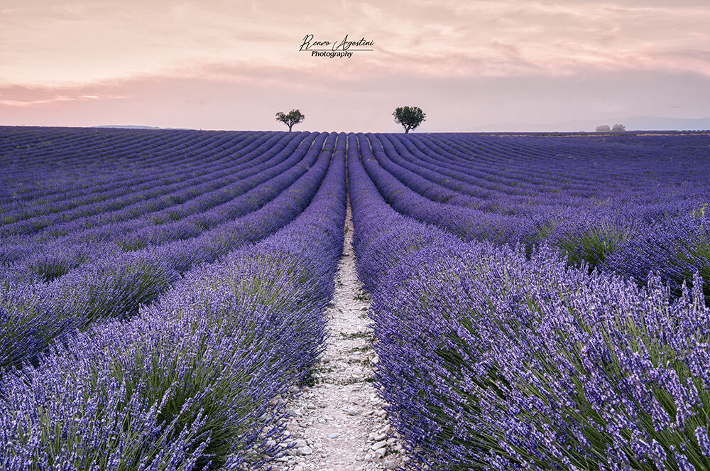 Valensole-Provence