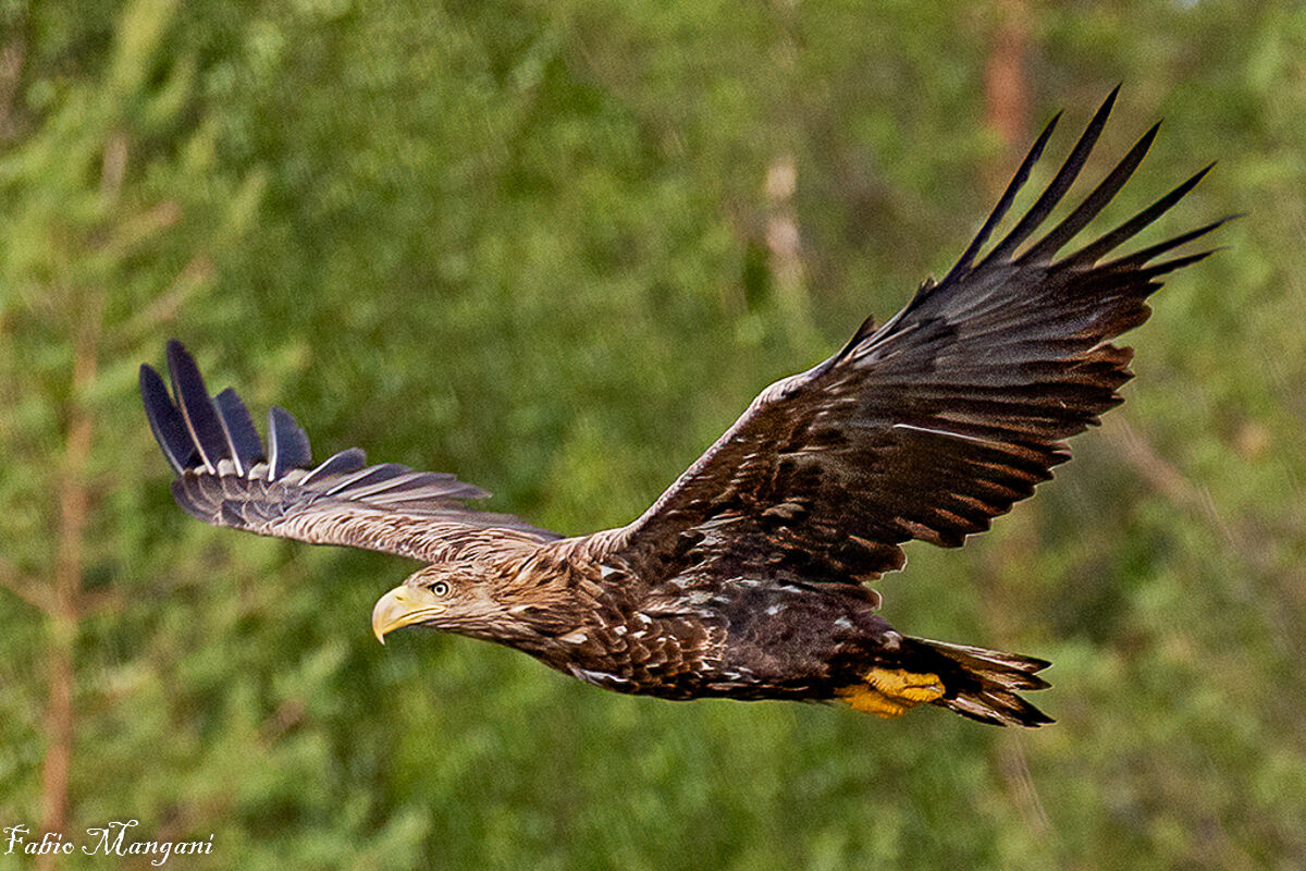 Aquila di mare - Finland Kuhmo