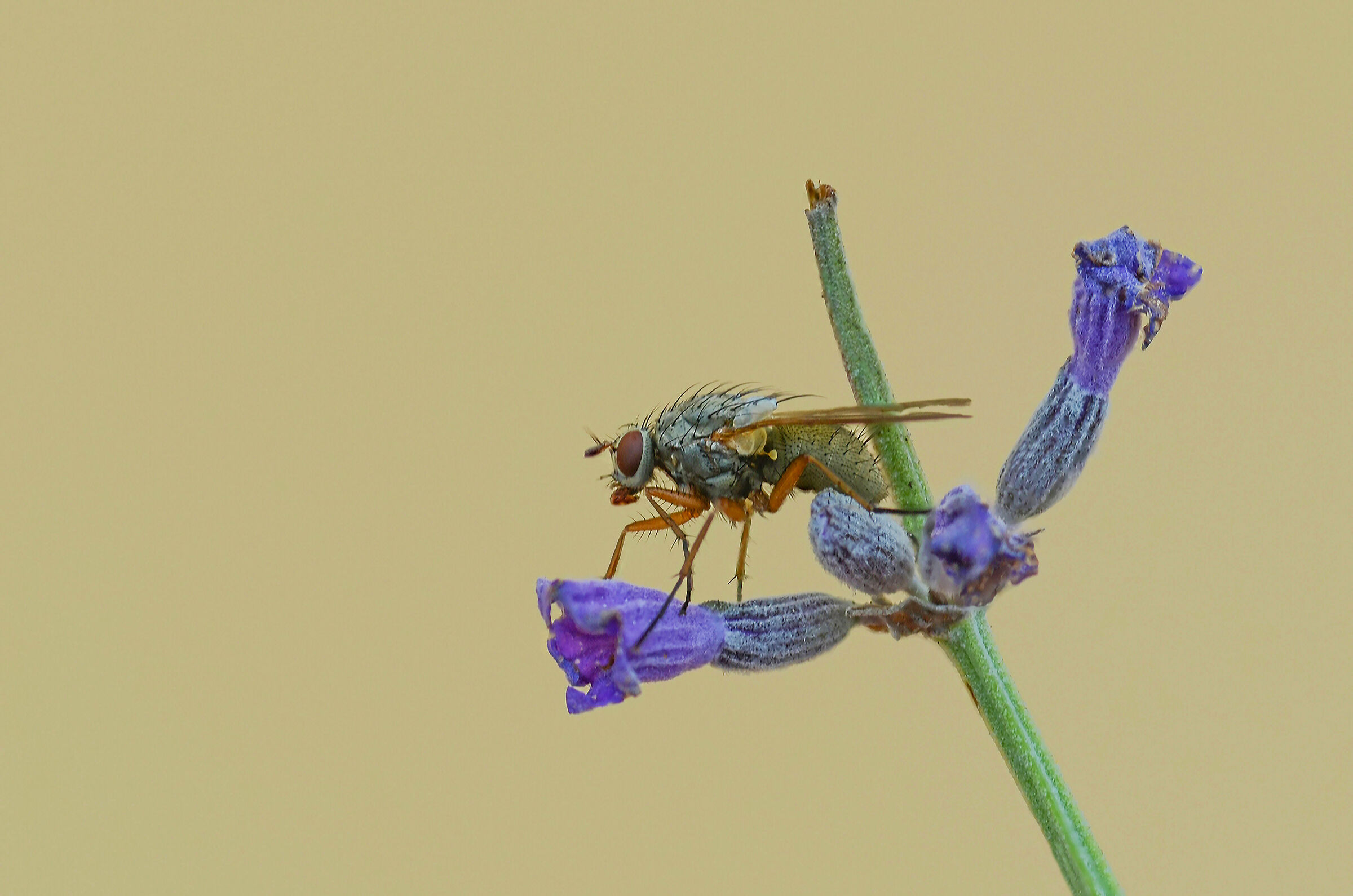 mosca