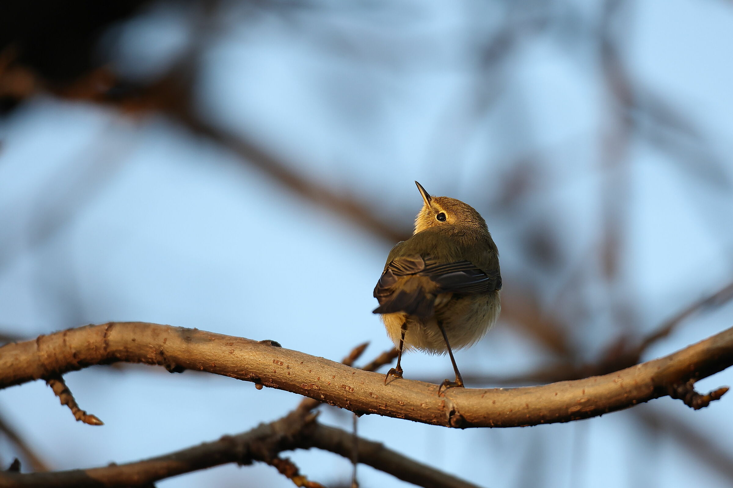 Canon R6 + Sigma 150-600 sport