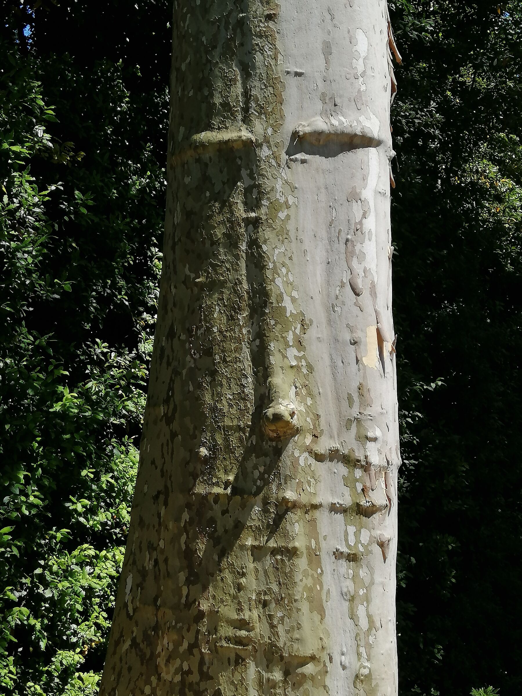 Il guardiano del parco