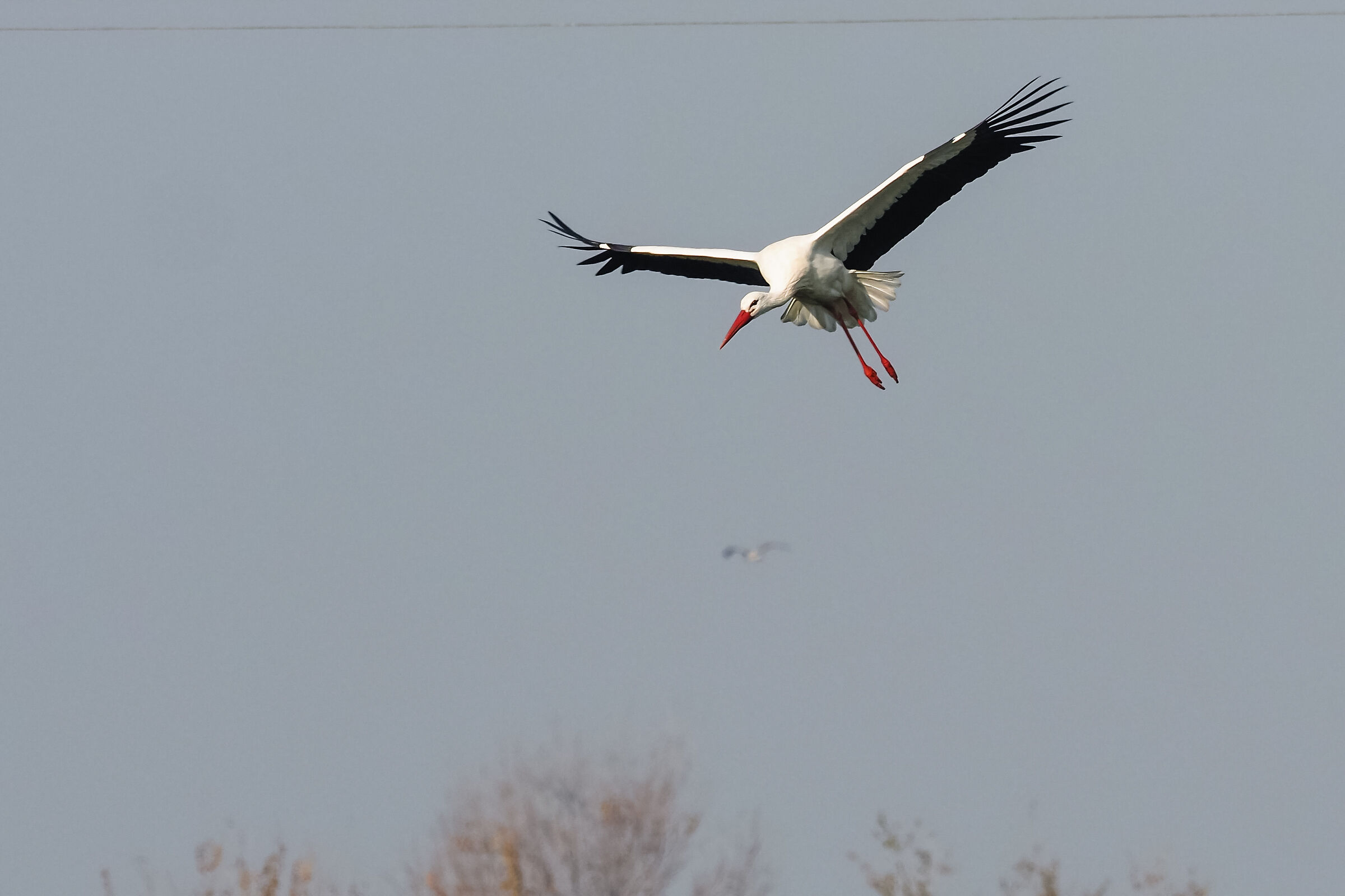 Stork landing