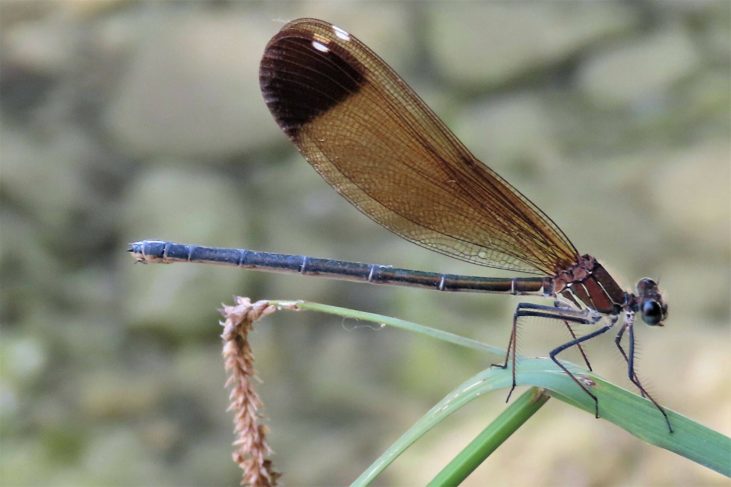 CALOPTERYX HAEMORRHOIDALIS