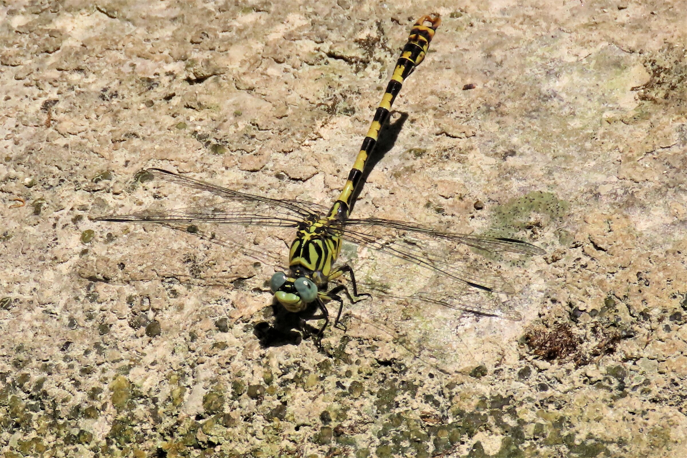 ONYCHOGOMPHUS FORCIPATUS