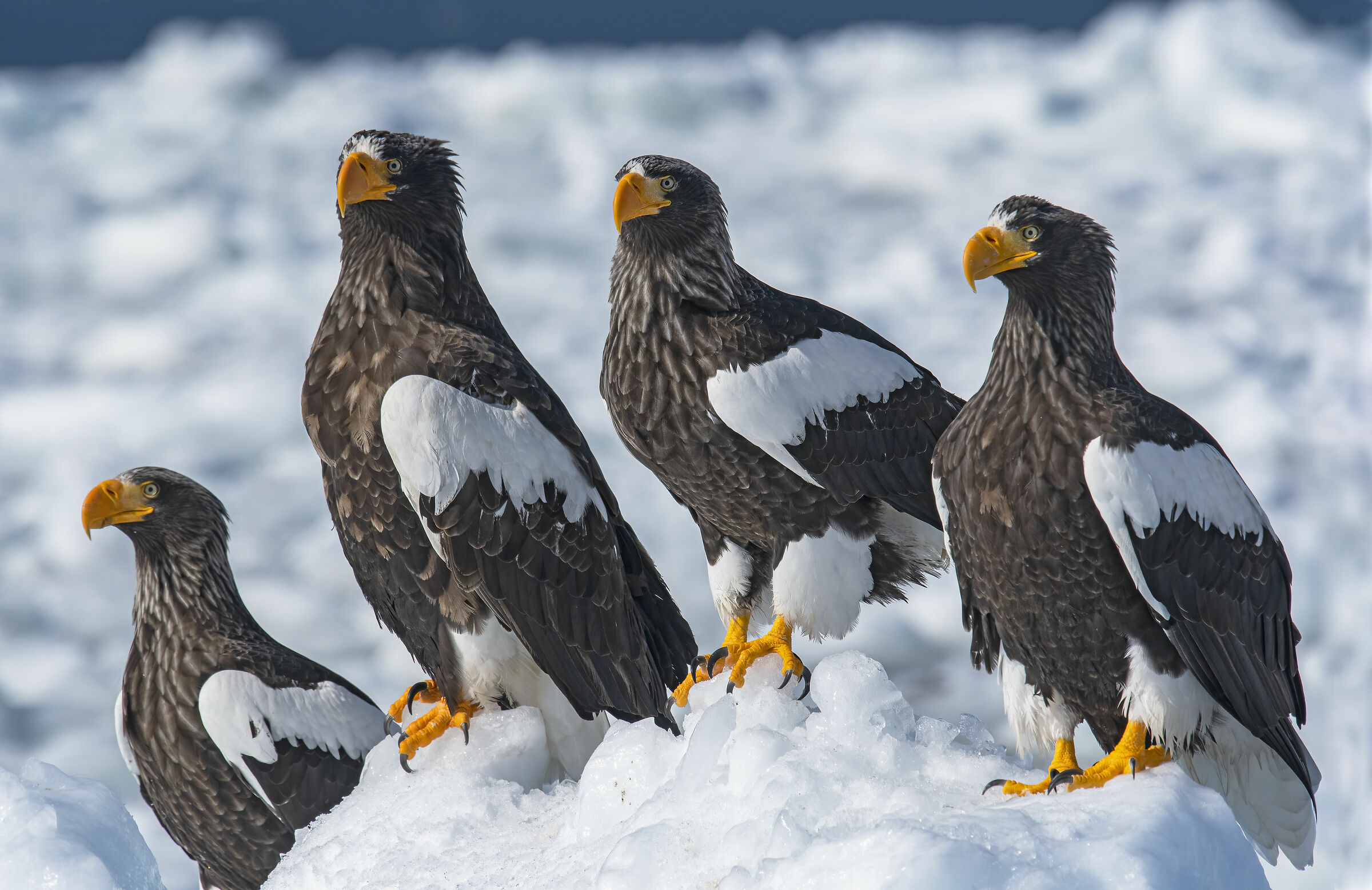 Quattro Steller sul ghiaccio